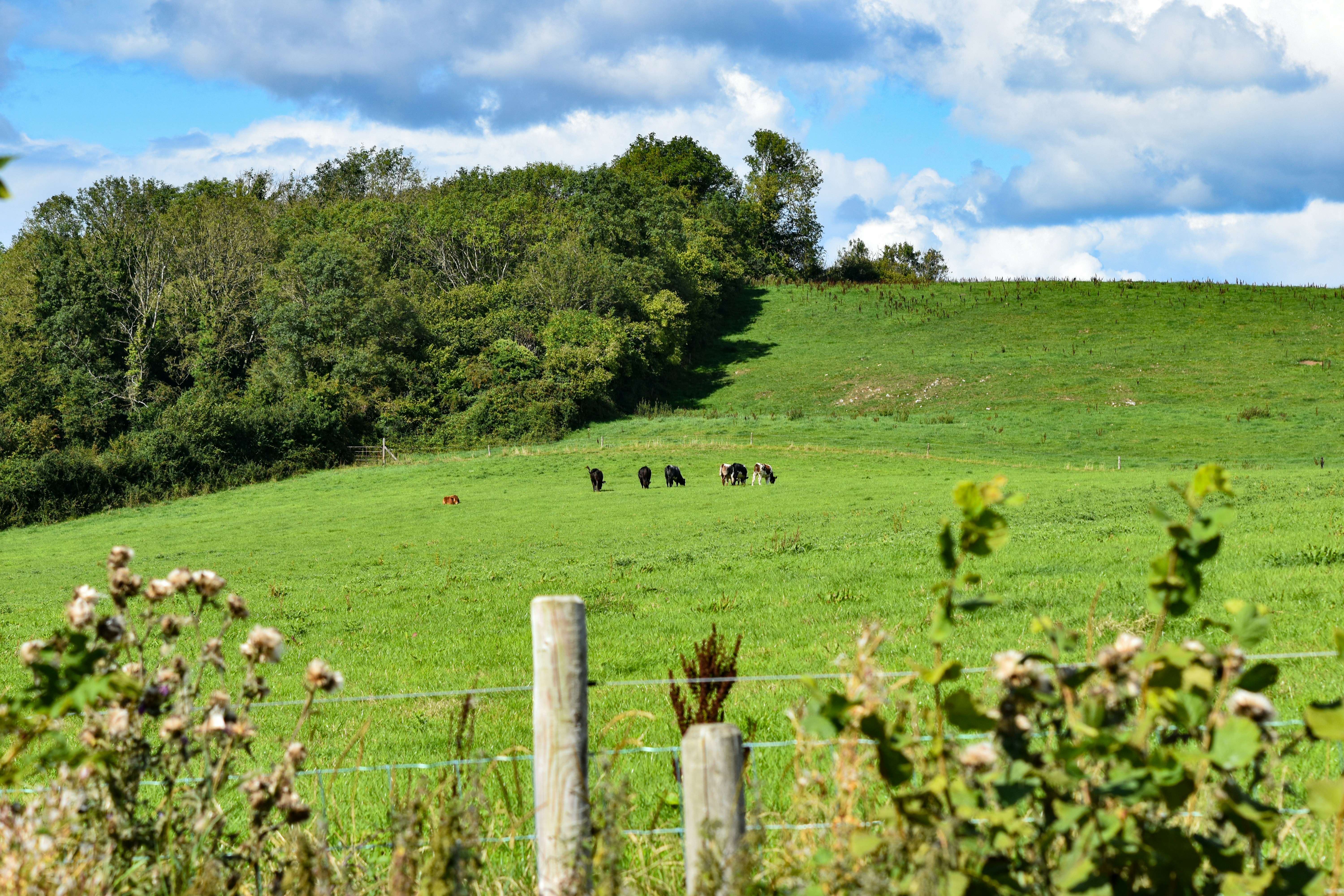 Cattle grazing in a green pasture bordered by trees under a blue sky