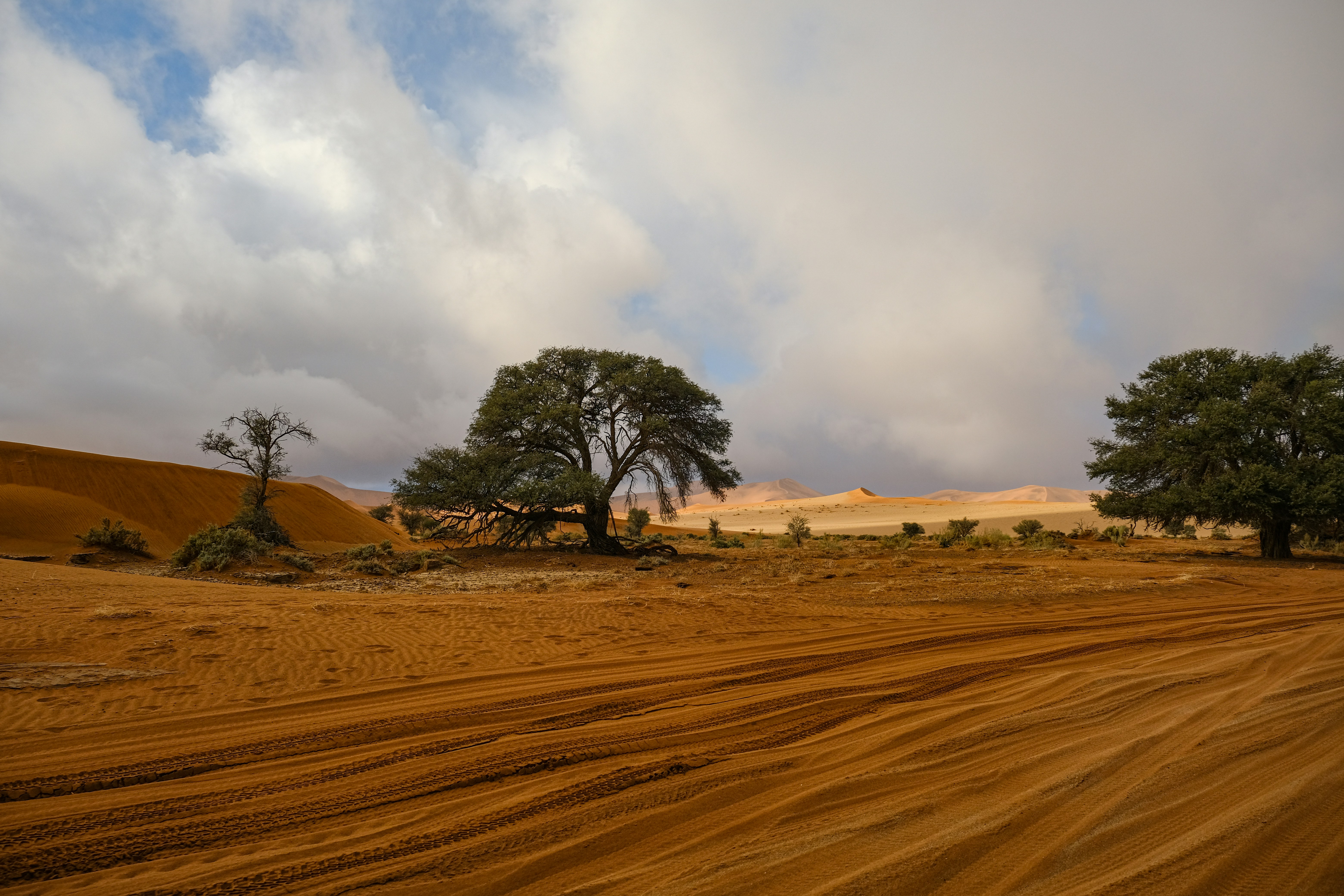 Two large trees in a vast orange desert with tire tracks under cloudy skies