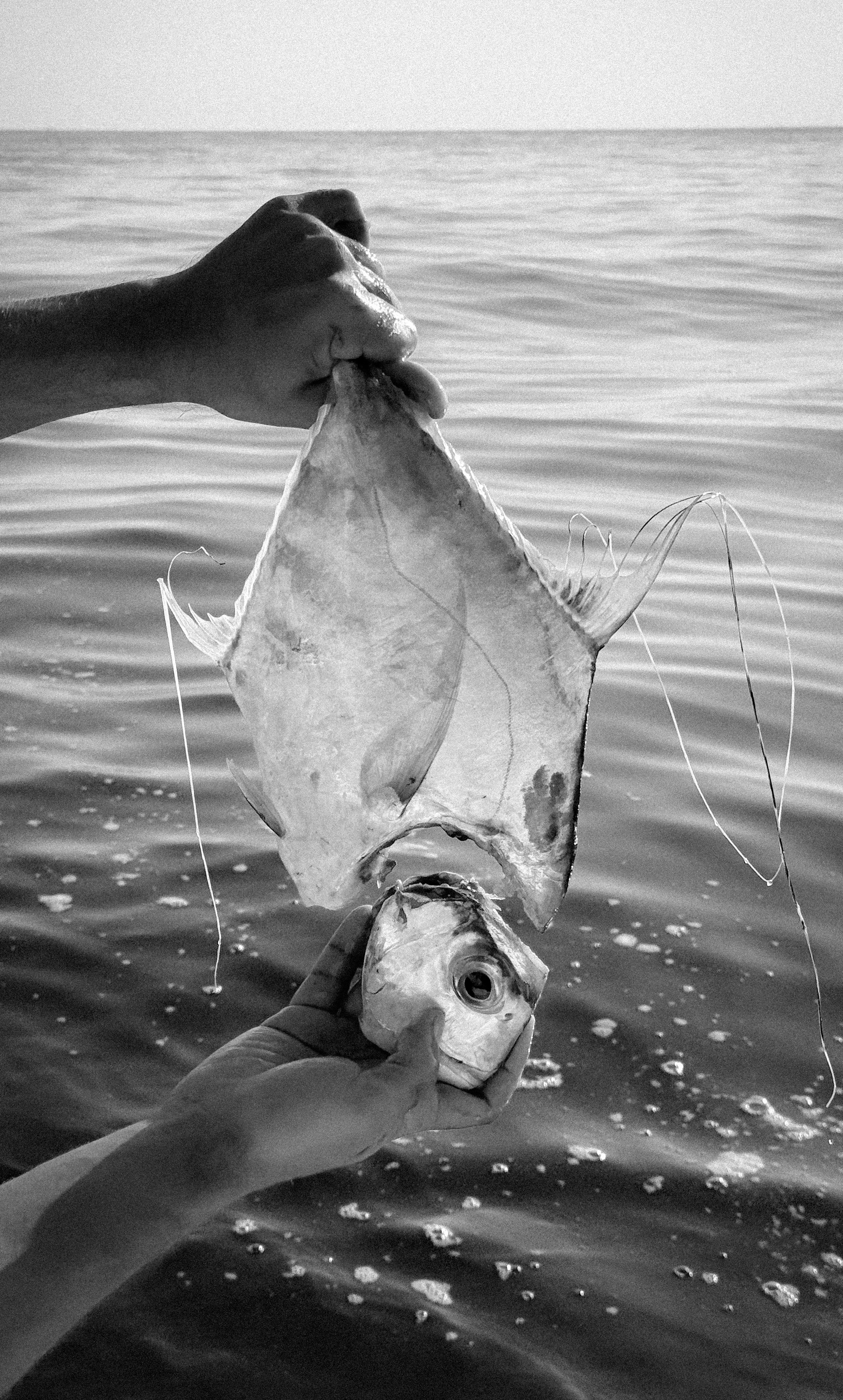 Hands holding a severed fish head and body above the water in Kish