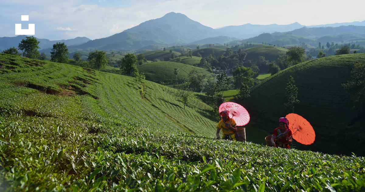 Ama Graph Format Gente con sombrillas en plantaciones de té - Foto gratuita en Unsplash