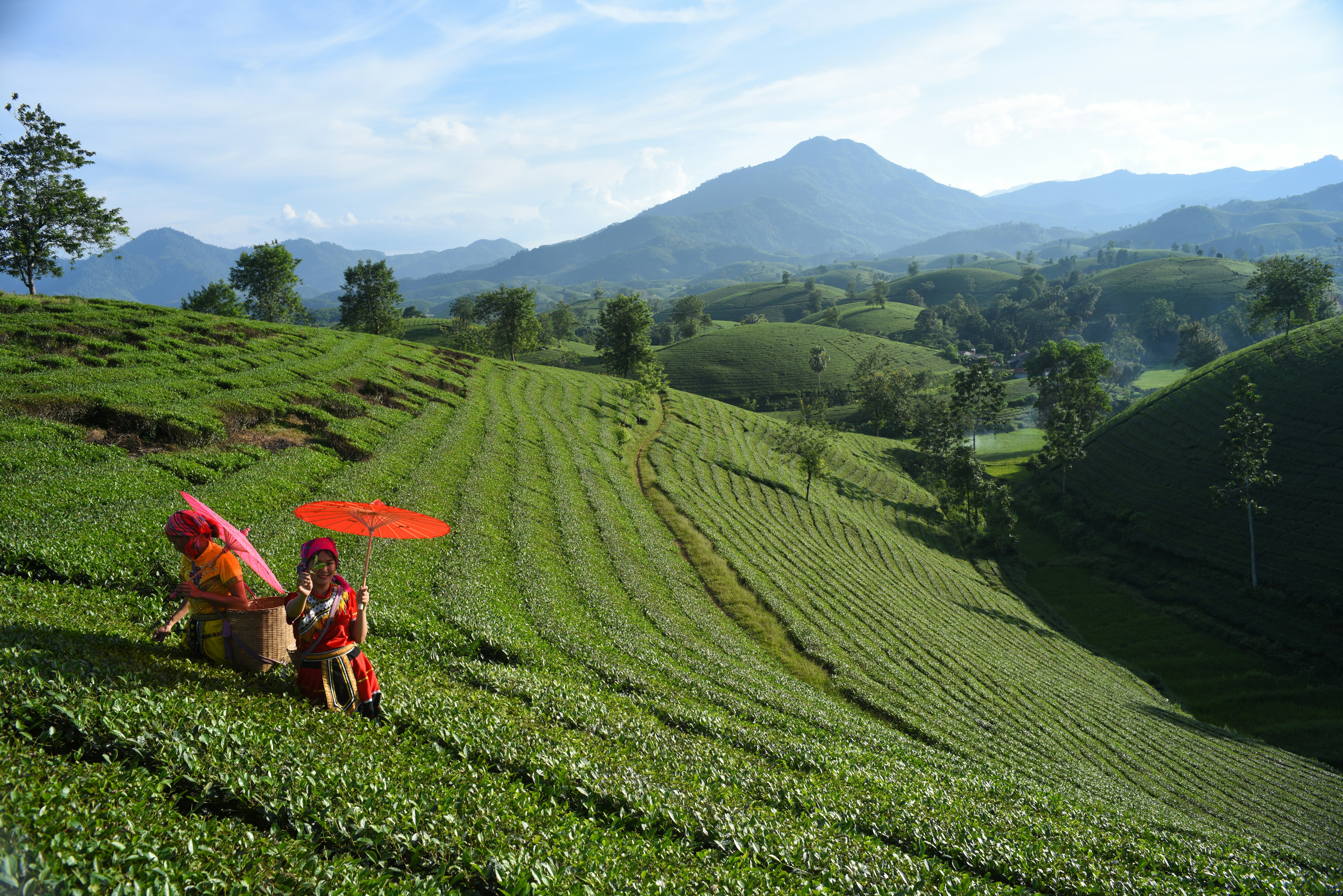 Two people with umbrellas harvesting tea on a terraced green hillside