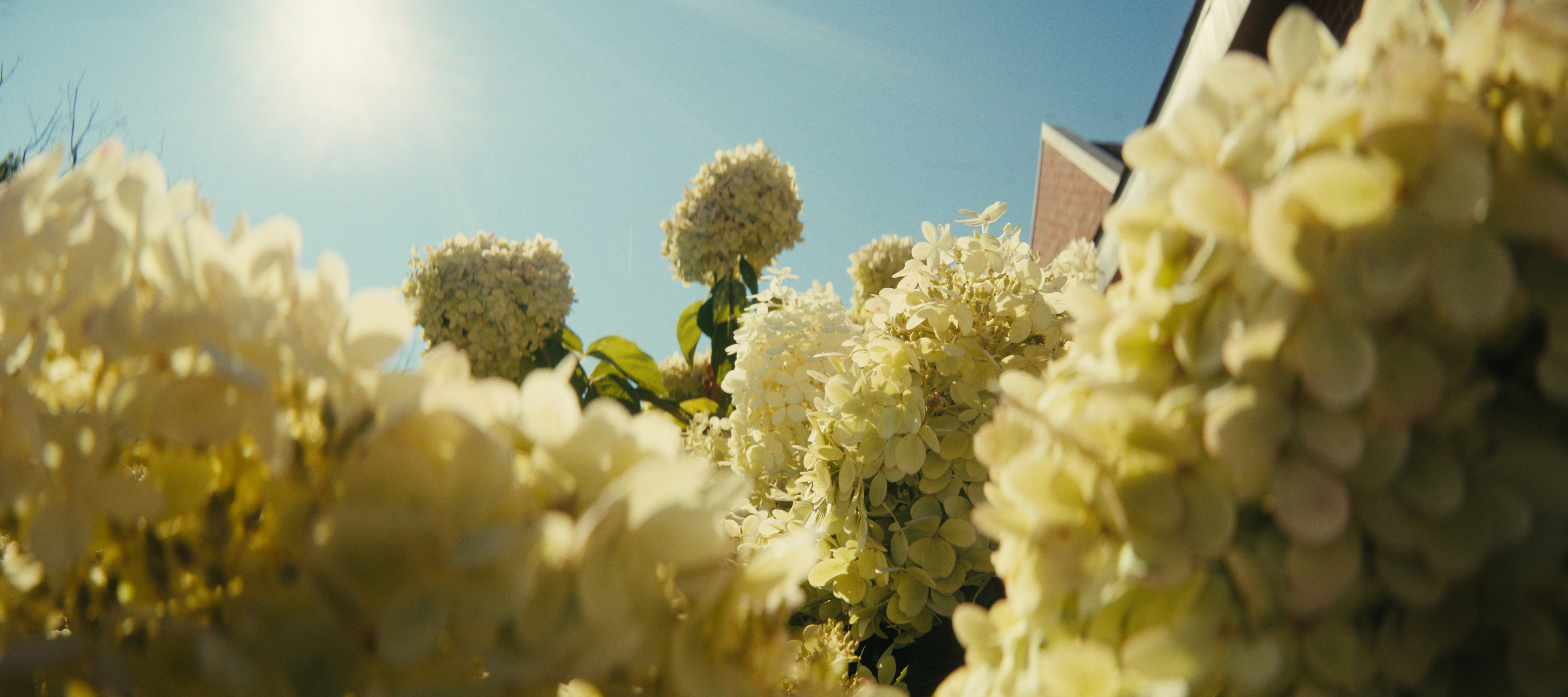White hydrangea flowers blooming in bright sunlight against a clear blue sky