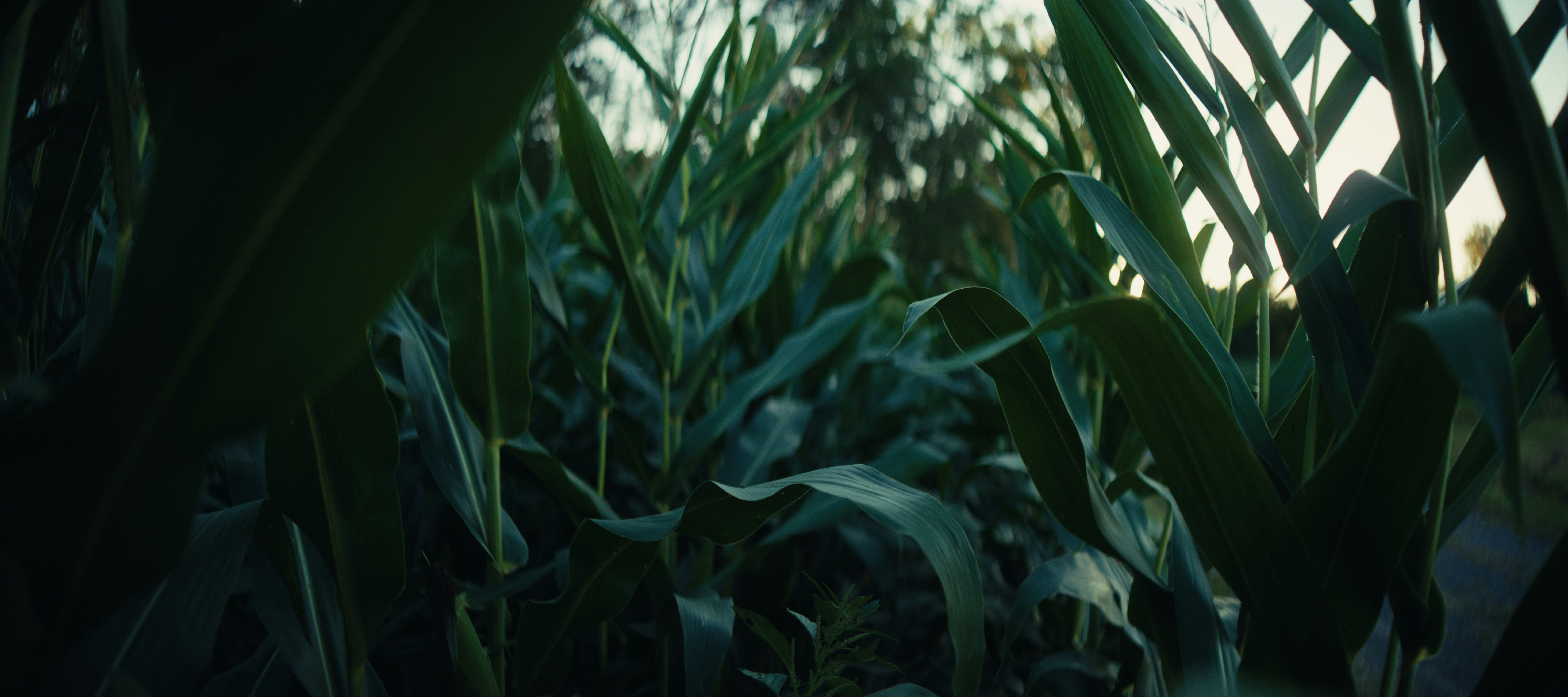 Tall green corn stalks in a field during the golden hour