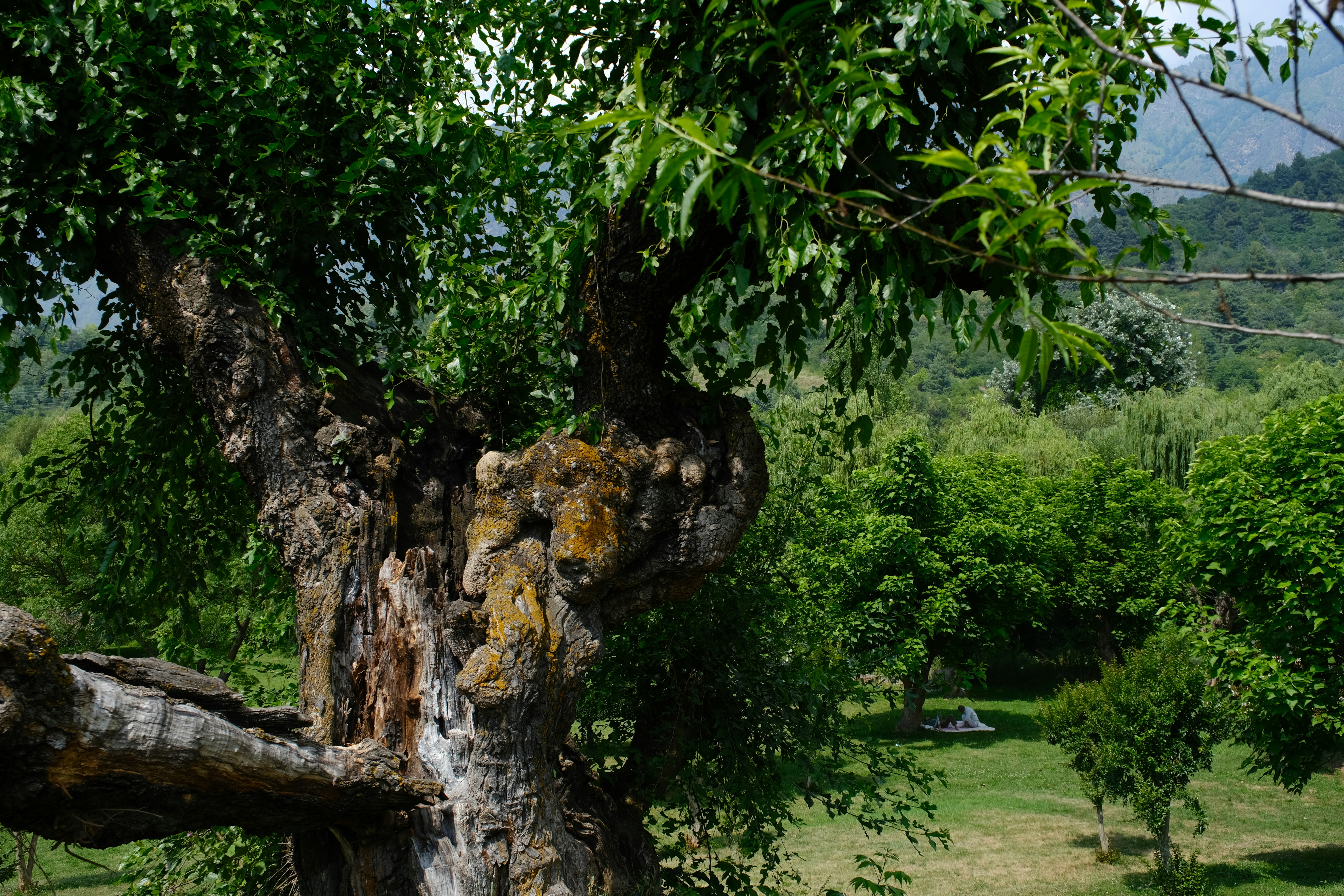 Árbol antiguo y retorcido en Green Park - Foto gratuita en Unsplash