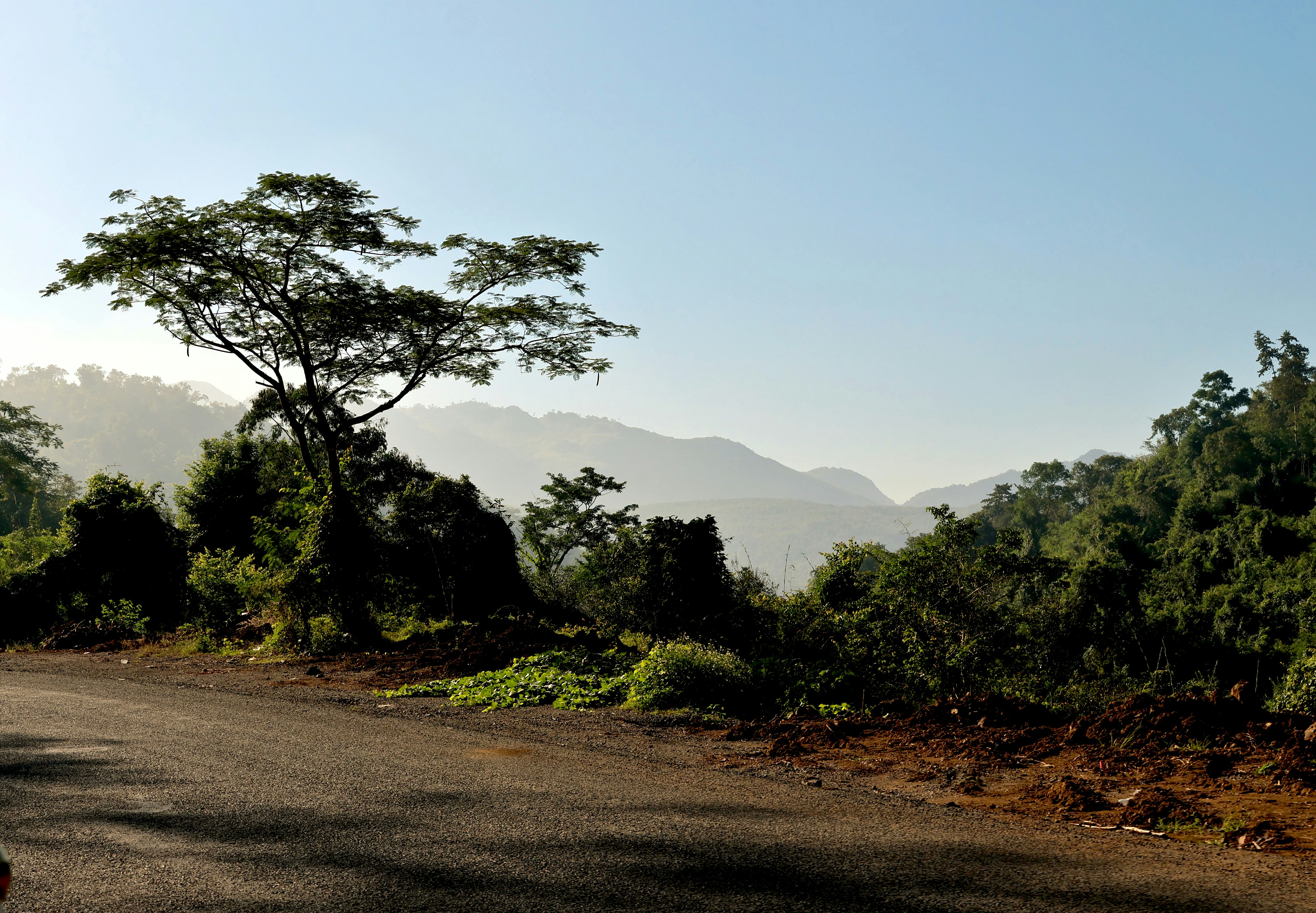A tree beside a paved road with misty mountains in the distance