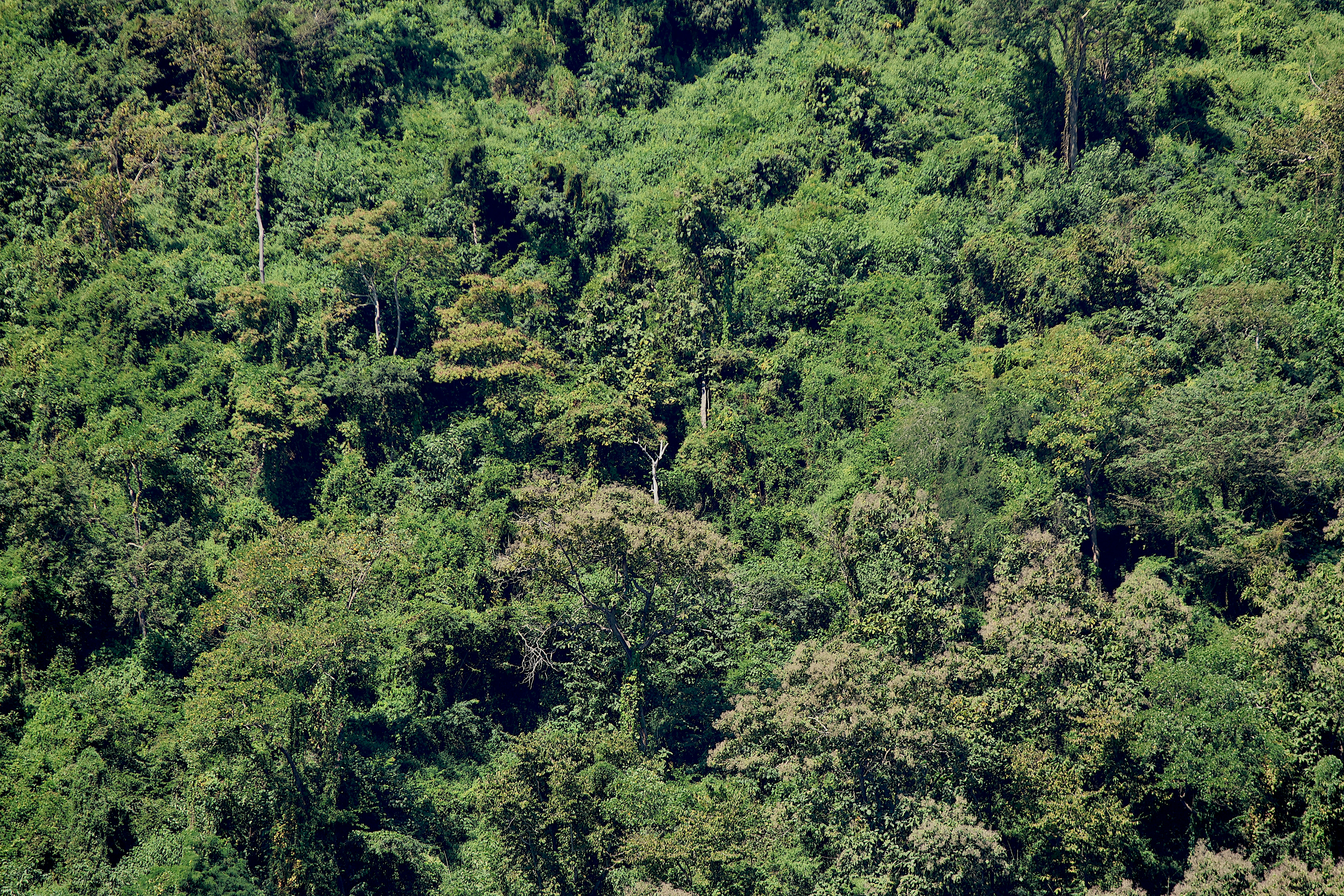 A dense canopy of green trees covering a hillside
