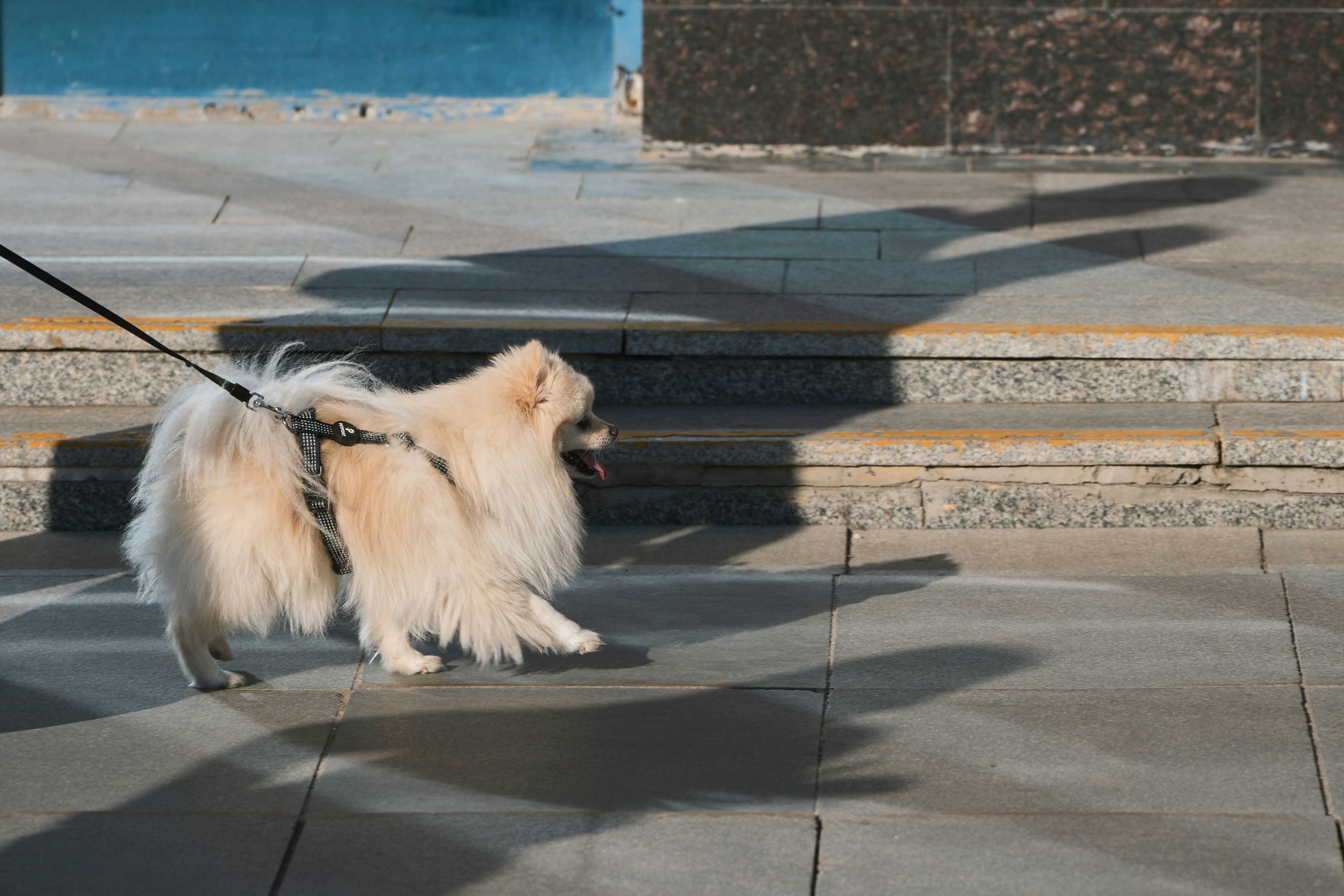 Fluffy cream pomeranian on a leash