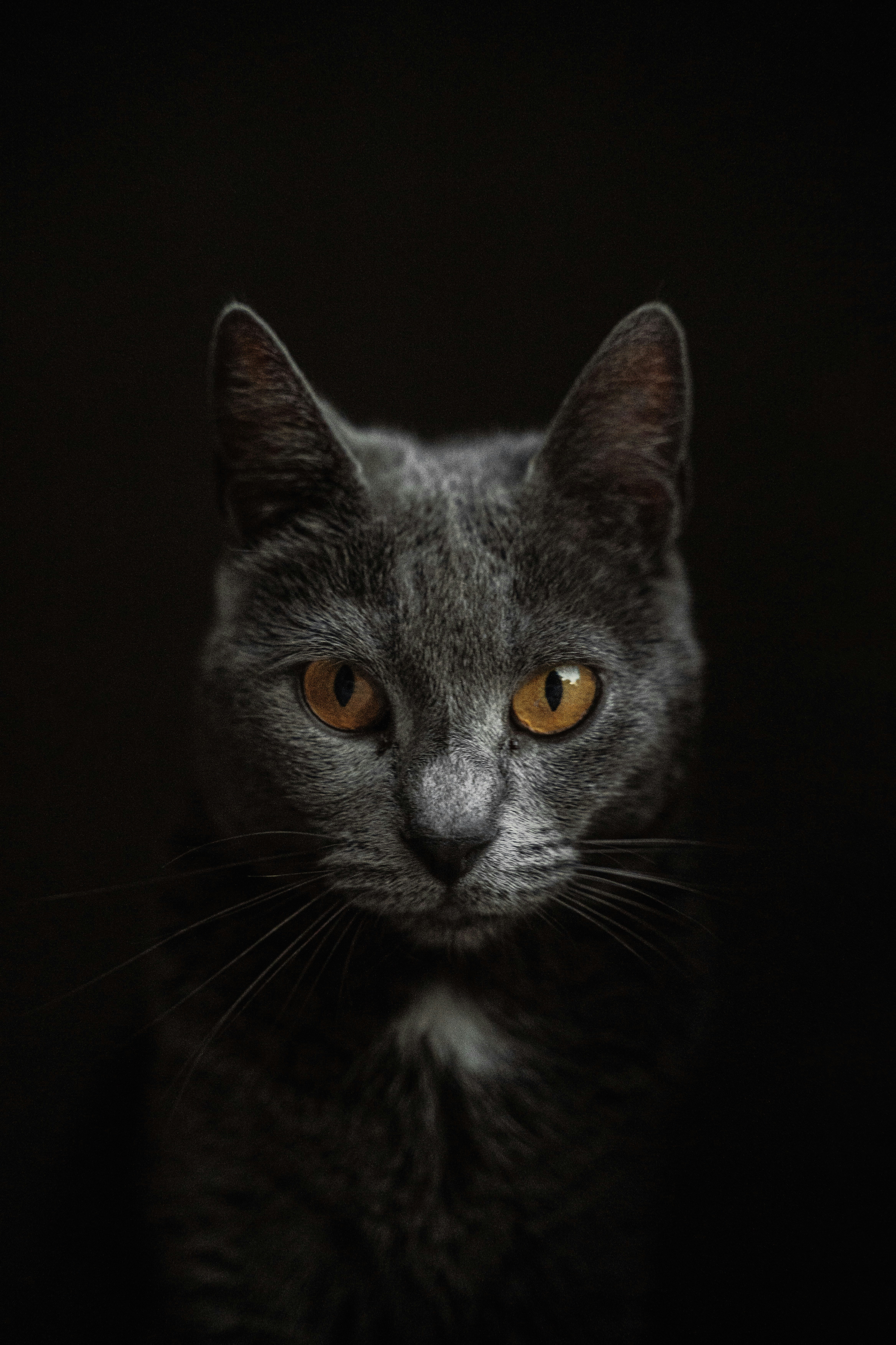 A grey cat with bright amber eyes against a dark background
