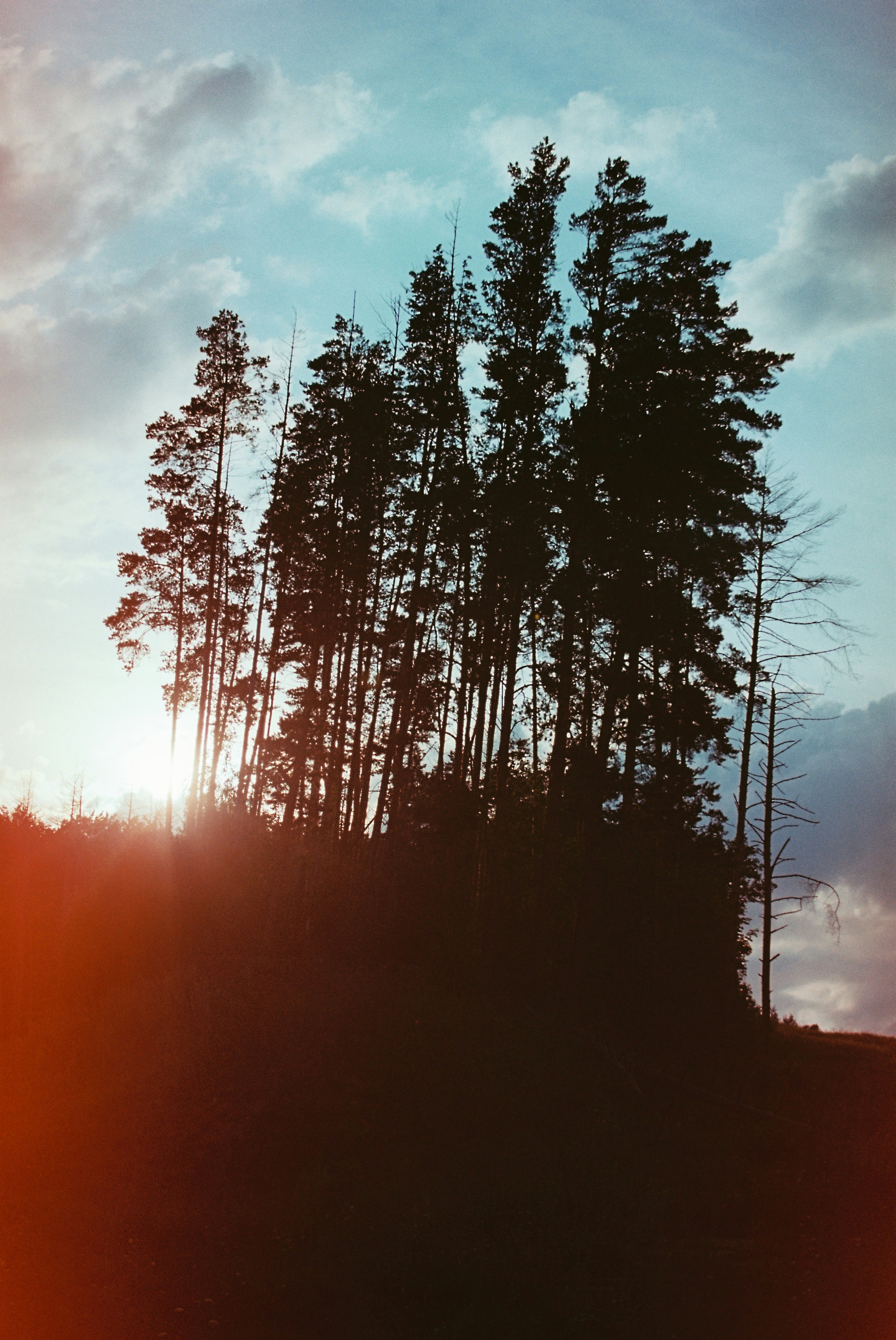 Eine Gruppe von Kiefern in Silhouette vor einem hellen Himmel mit niedriger Sonne