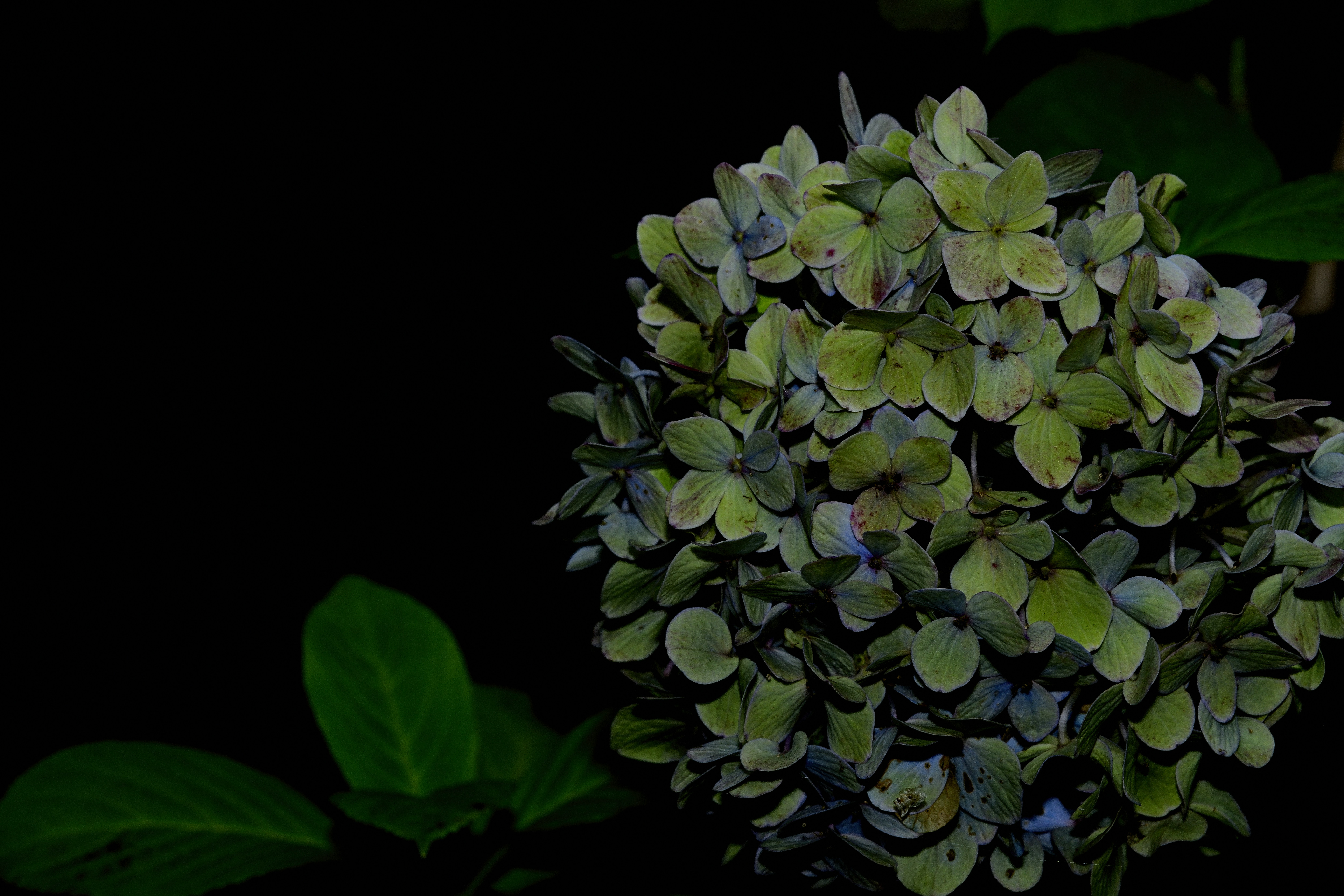 Hydrangea flowers against dark background - Free Photo on Unsplash
