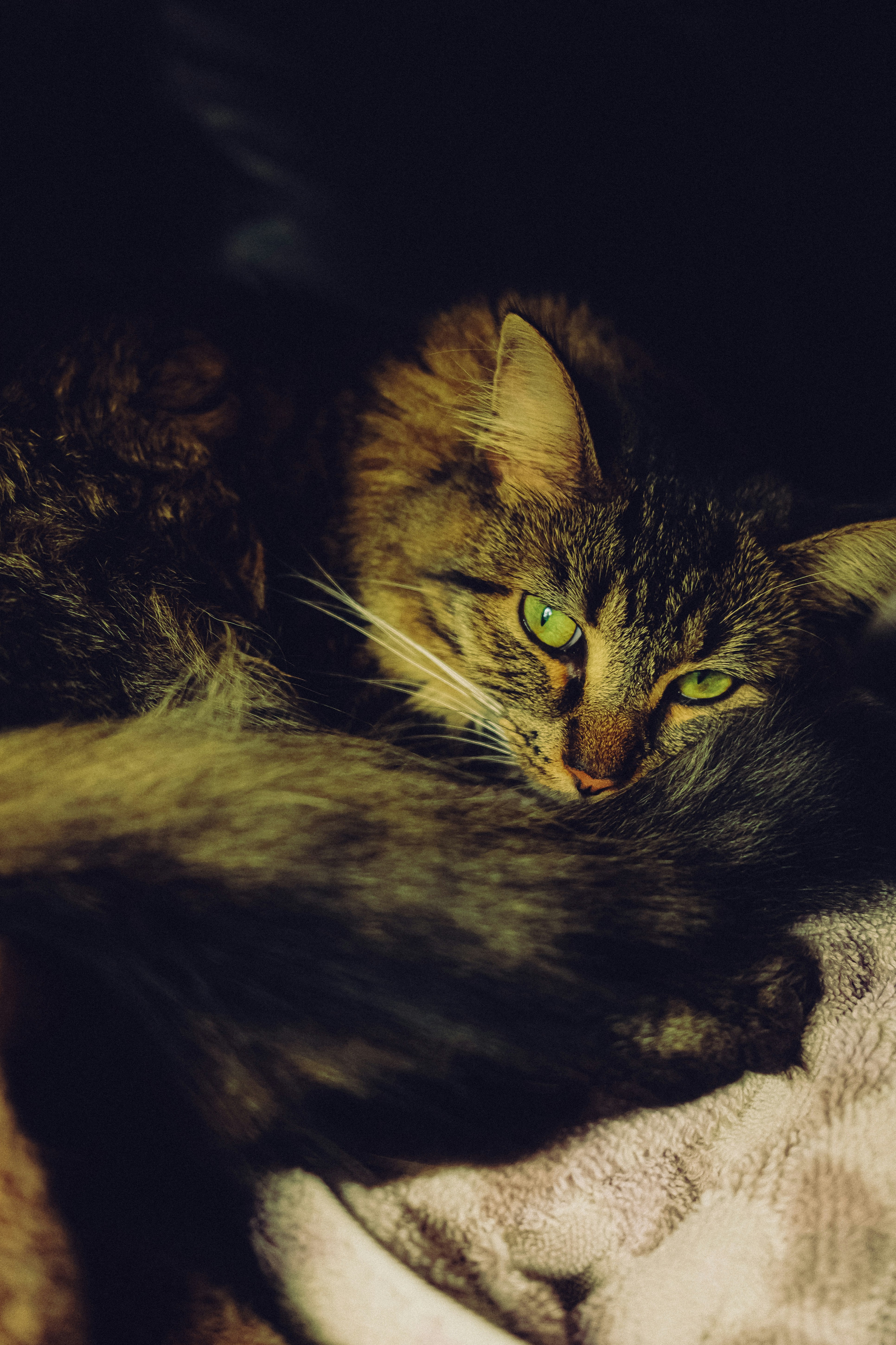 A long-haired tabby cat with bright green eyes curled on a soft blanket