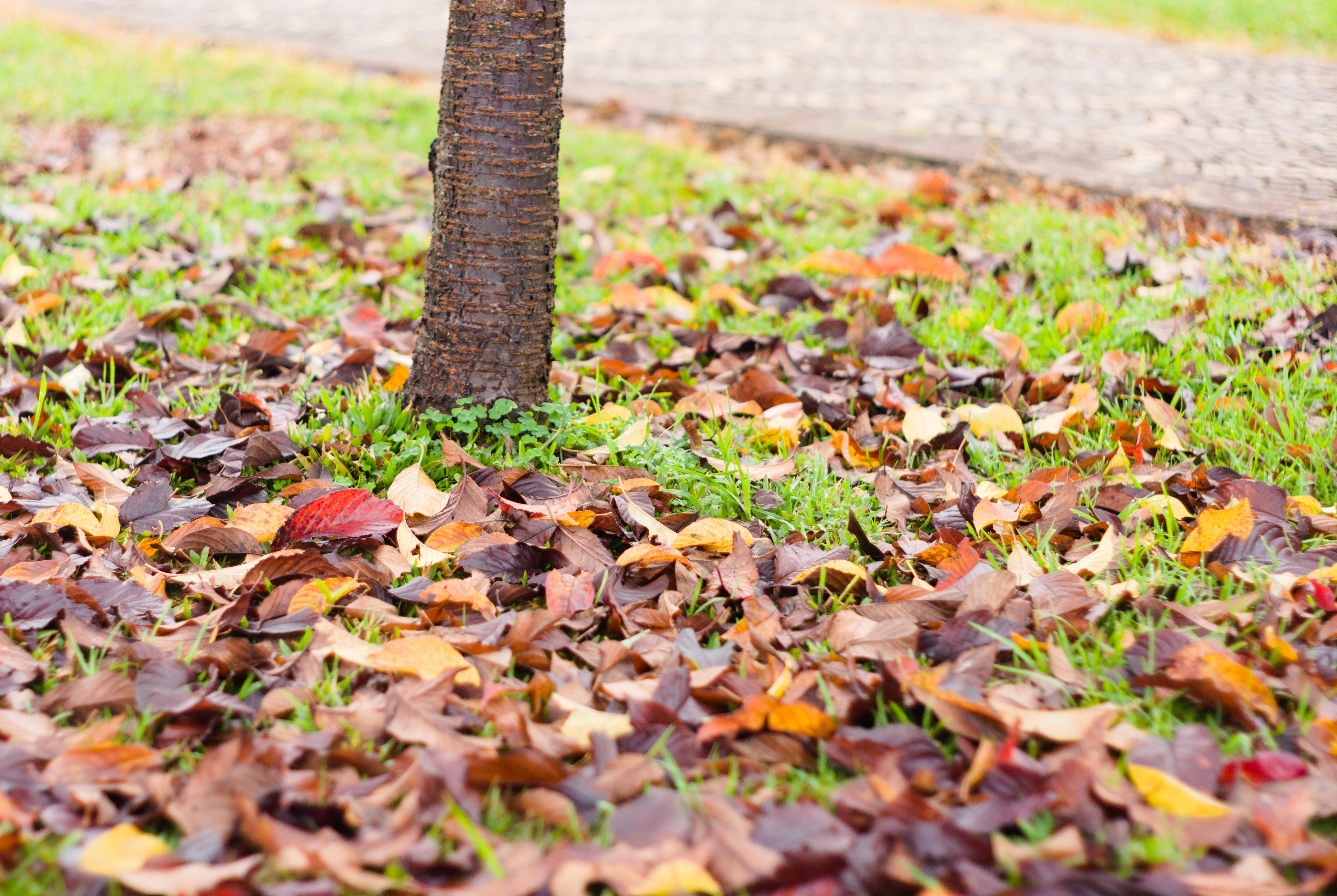A tree trunk surrounded by fallen autumn leaves on green grass