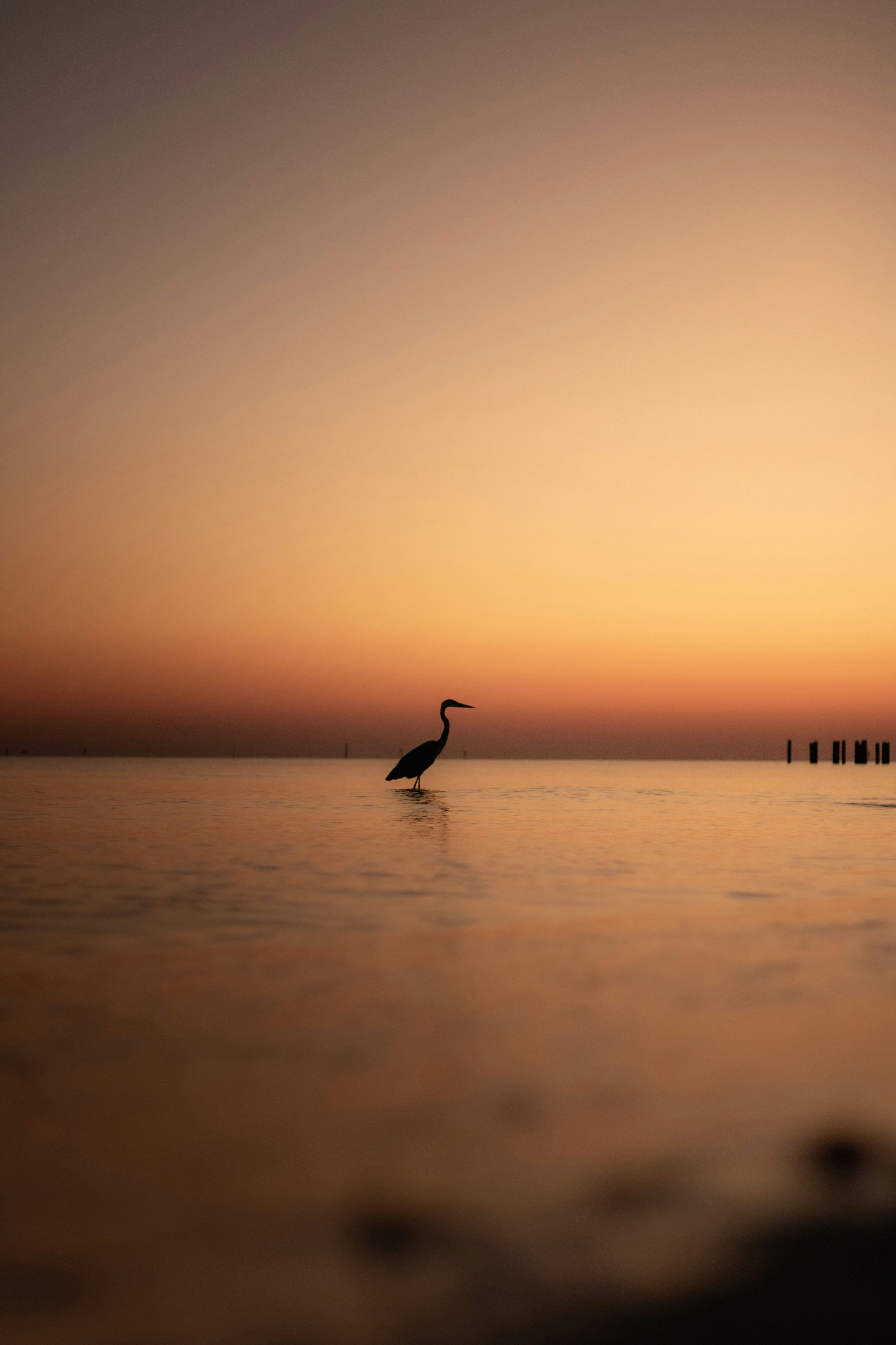Photo of A heron silhouette in shallow water against a warm orange sky by Adrian Botica