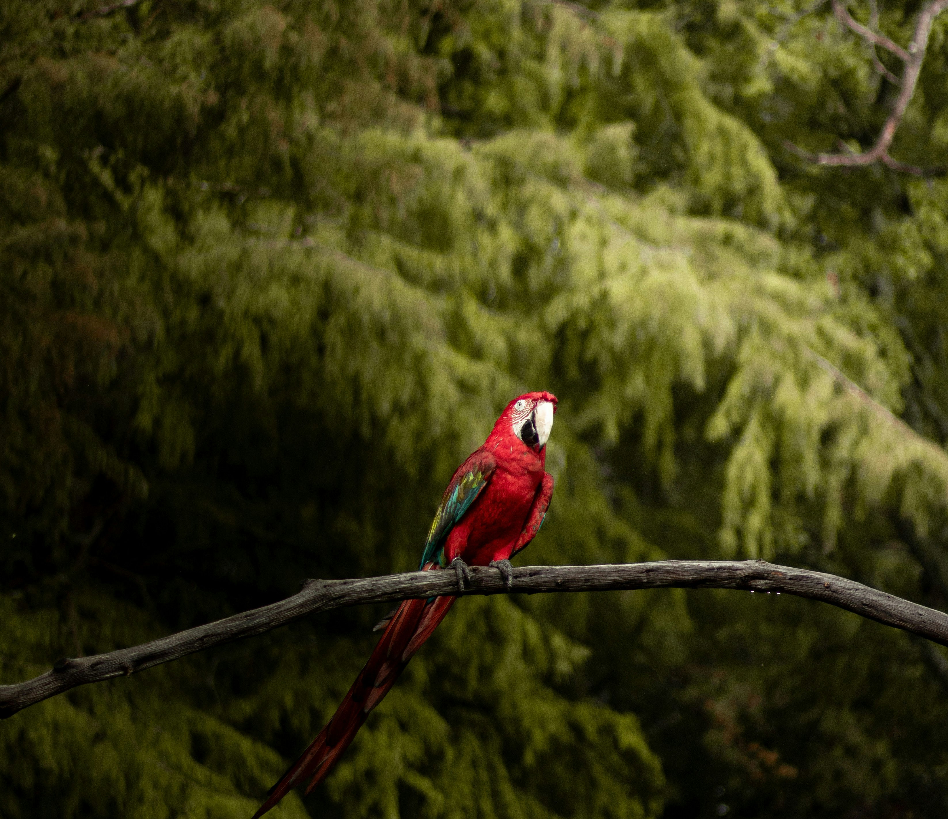 Uma arara vermelha empoleirada em um galho fino contra uma floresta verde borrada