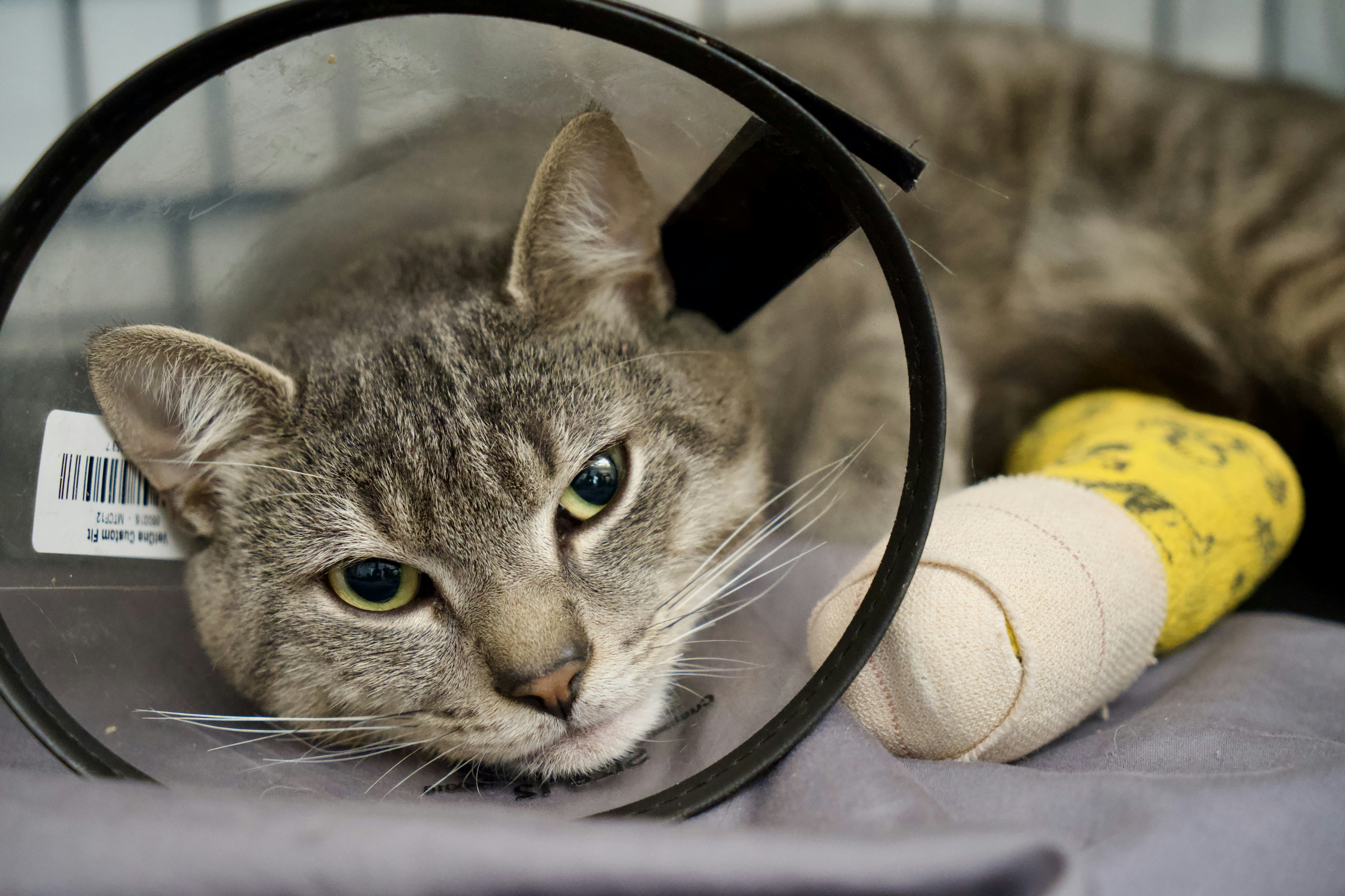 Chat recevant des soins vétérinaires