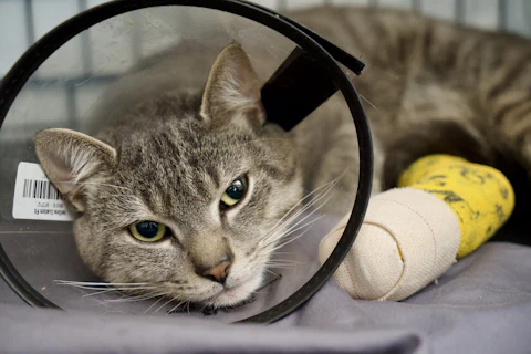 Tabby cat recovering with a clear protective cone
