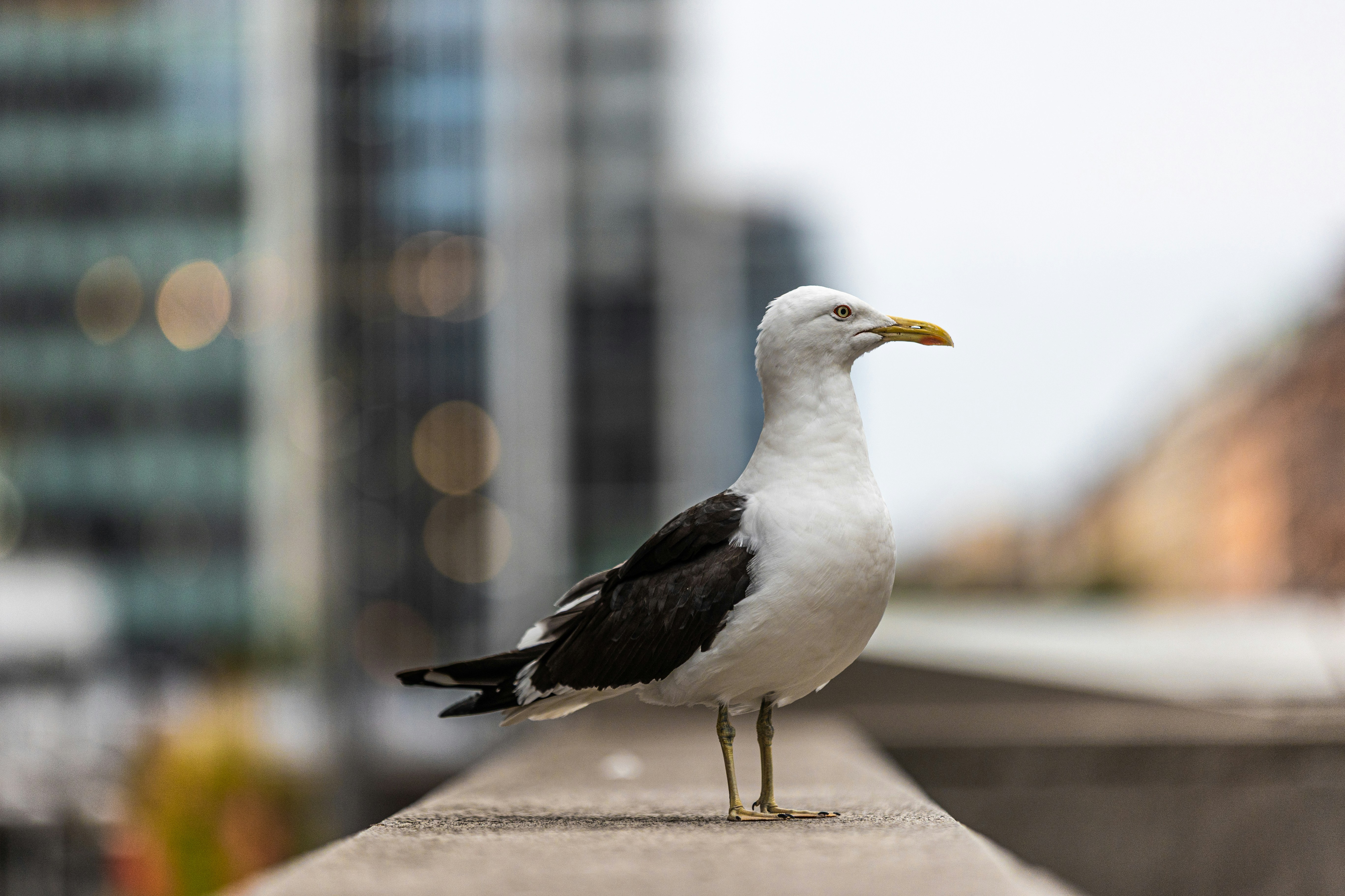 A seagull with black and white feathers on a concrete ledge in a city