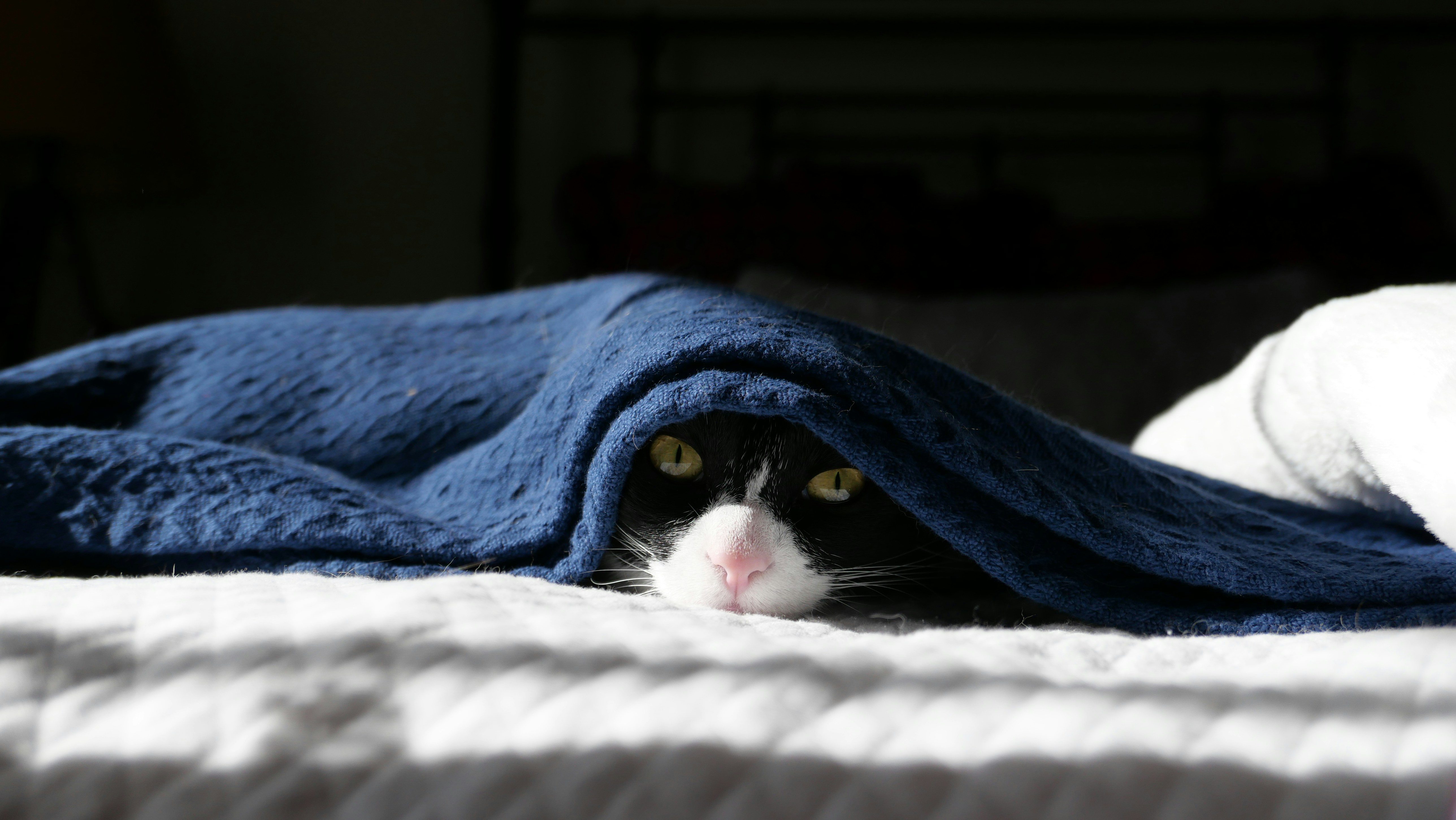Un gatto bianco e nero che sbirciava da sotto una coperta a maglia blu