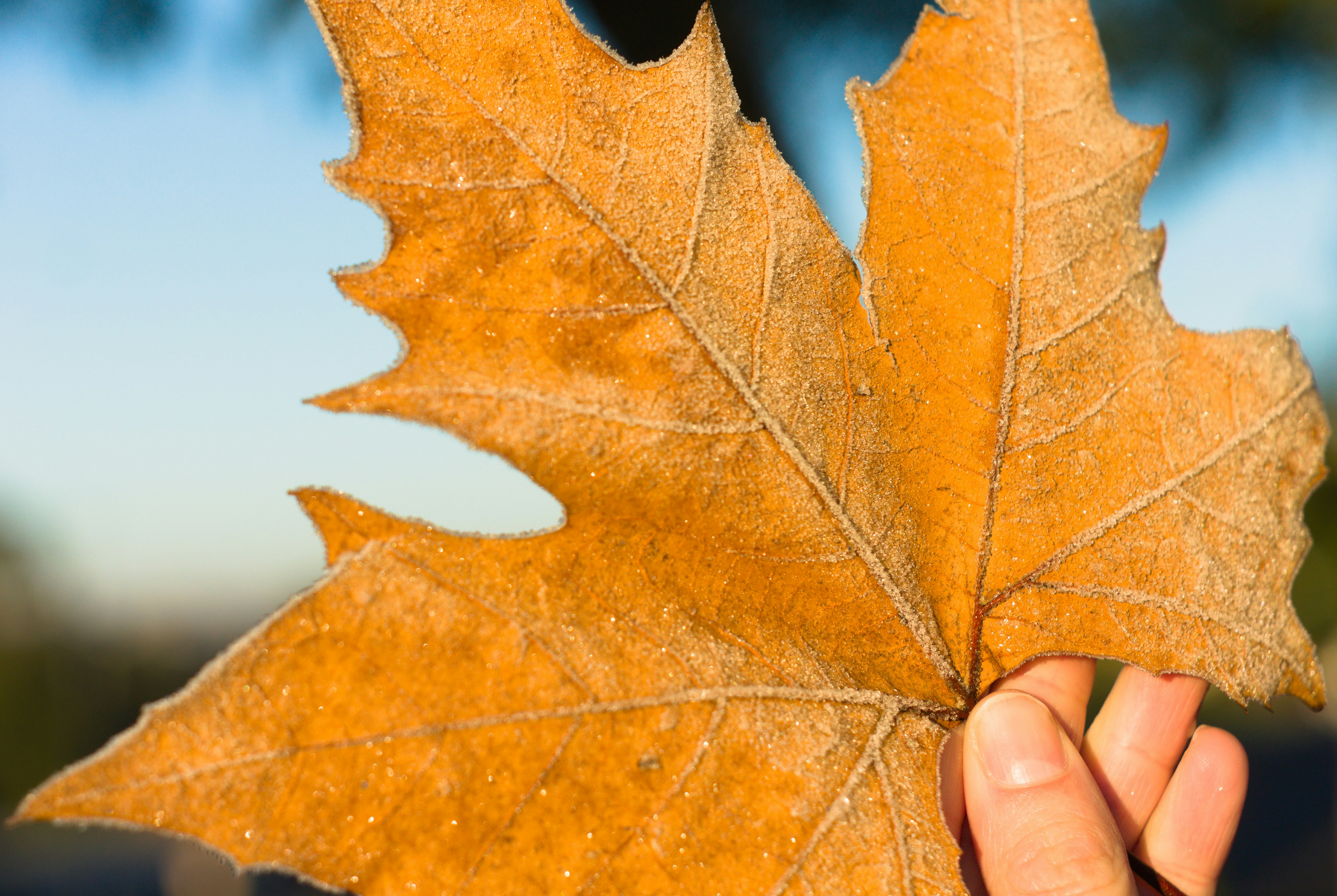 A hand holding a frost-covered orange maple leaf against a blurred blue sky