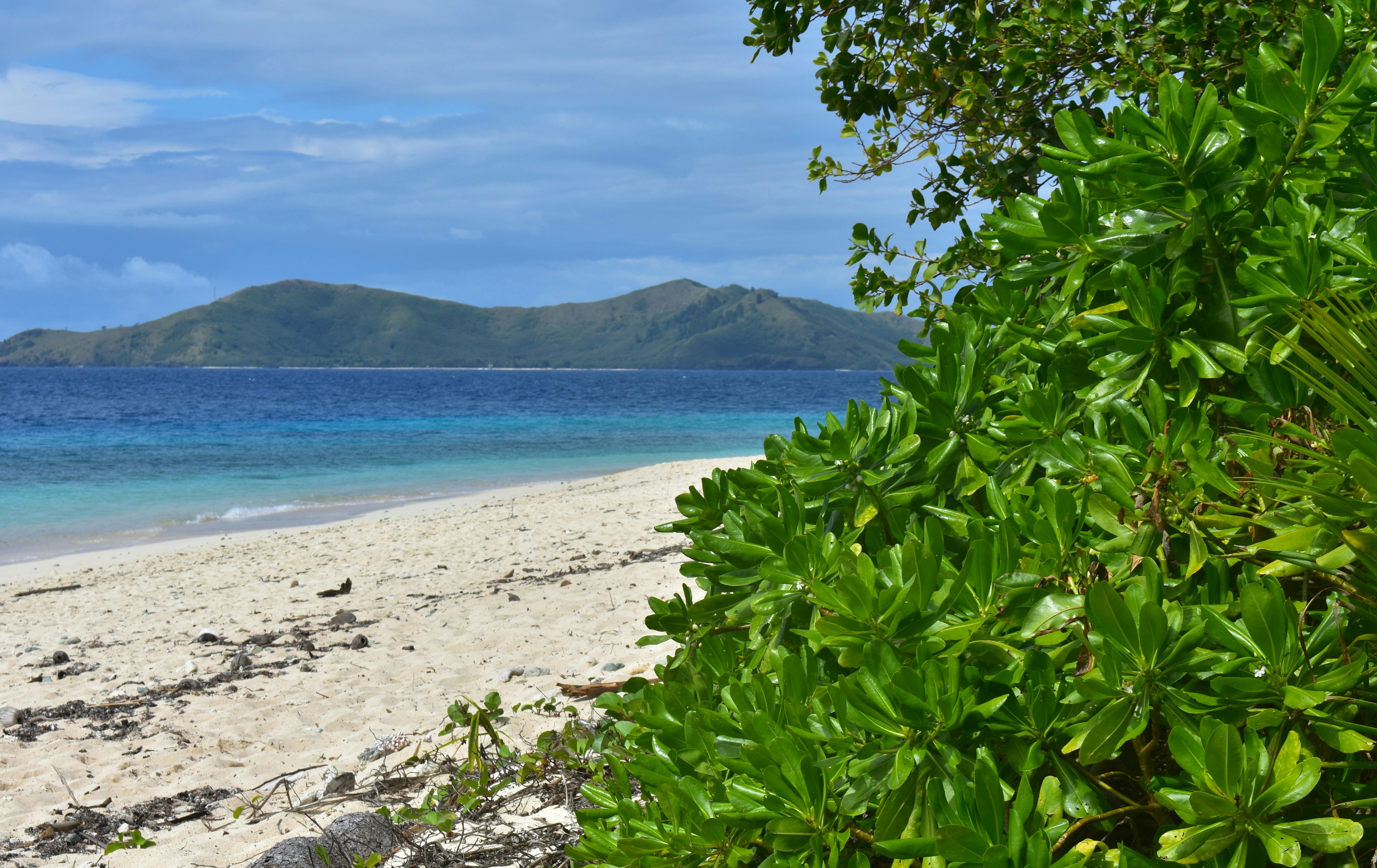 Lush green foliage on a white sand beach overlooking a blue tropical ocean