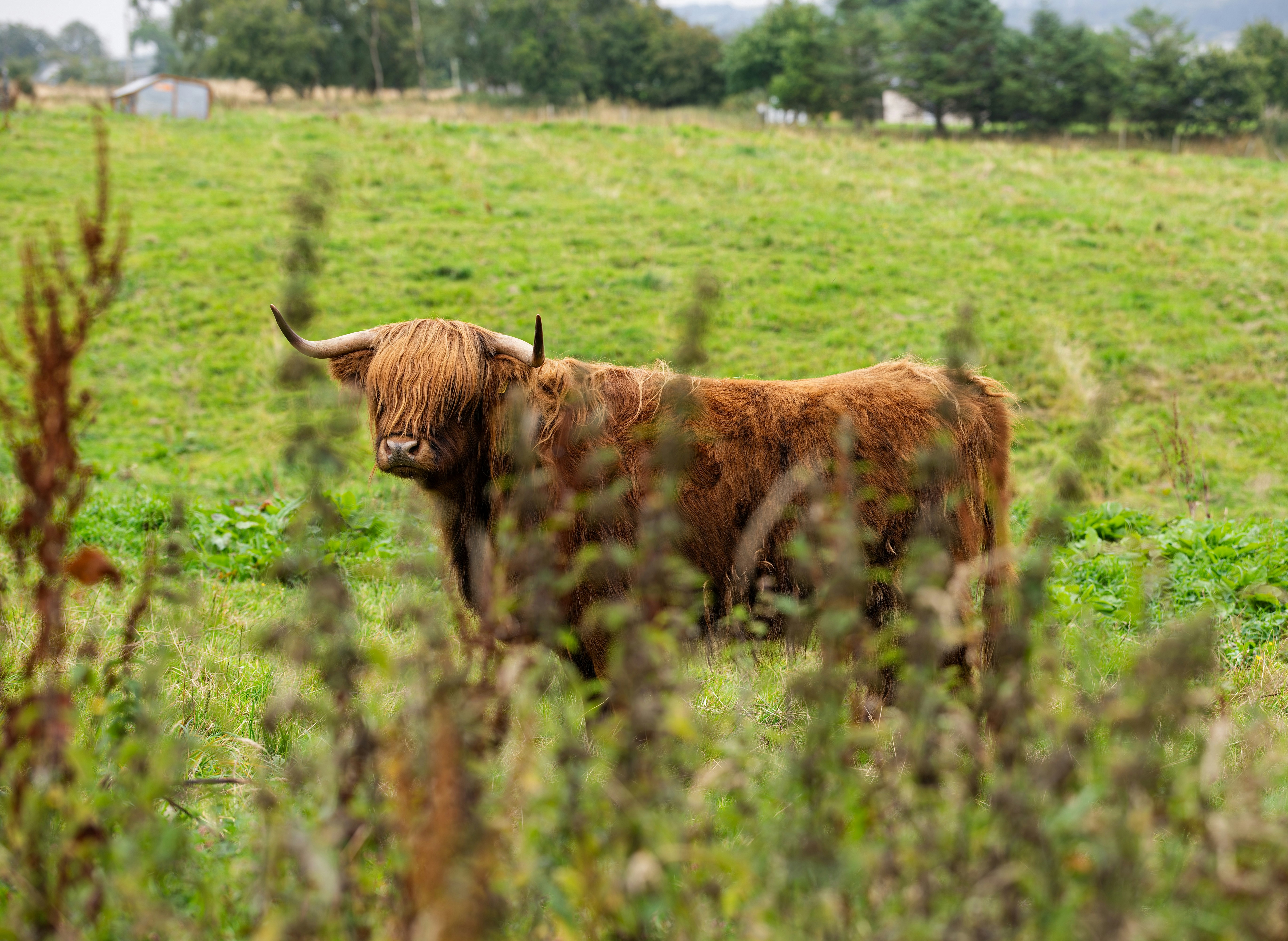 A brown Highland cow with long shaggy hair in a green grassy field