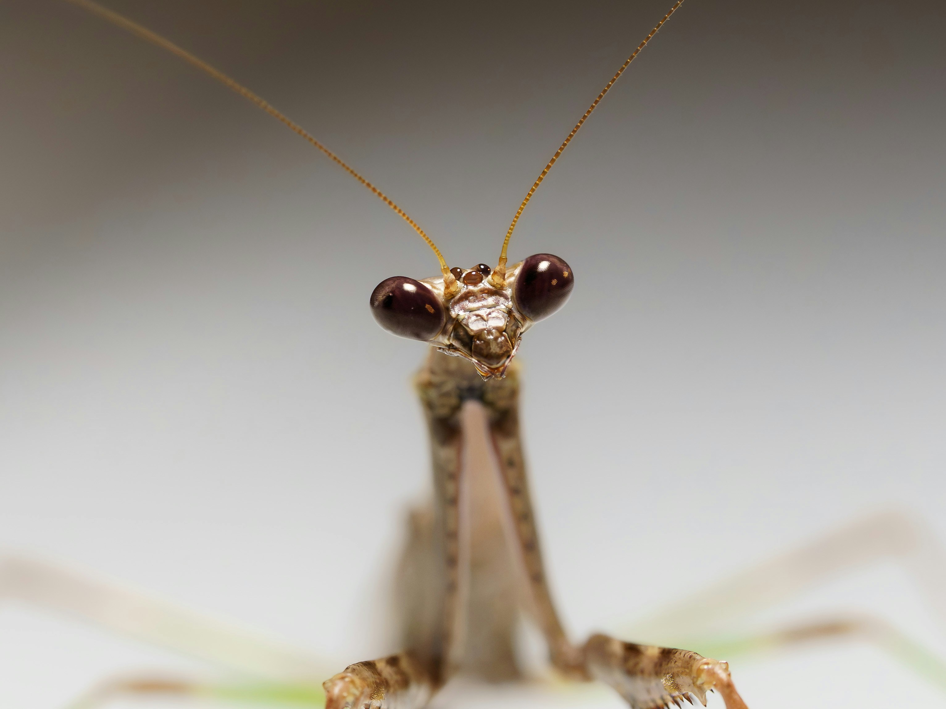 Mantis religiosa con grandes ojos oscuros - Foto gratuita en Unsplash