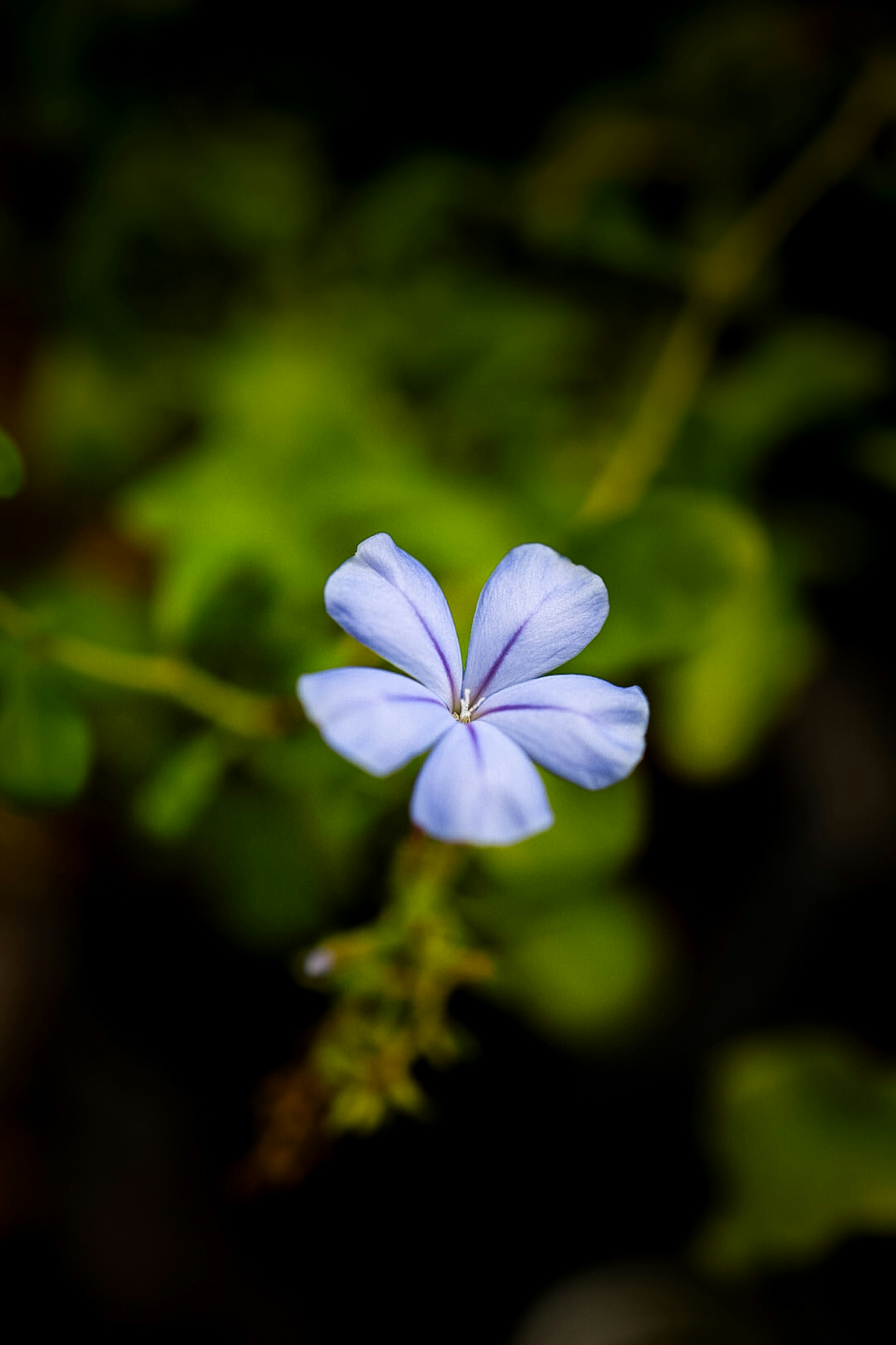 Una sola flor de plumbago azul claro con cinco pétalos sobre un fondo verde oscuro