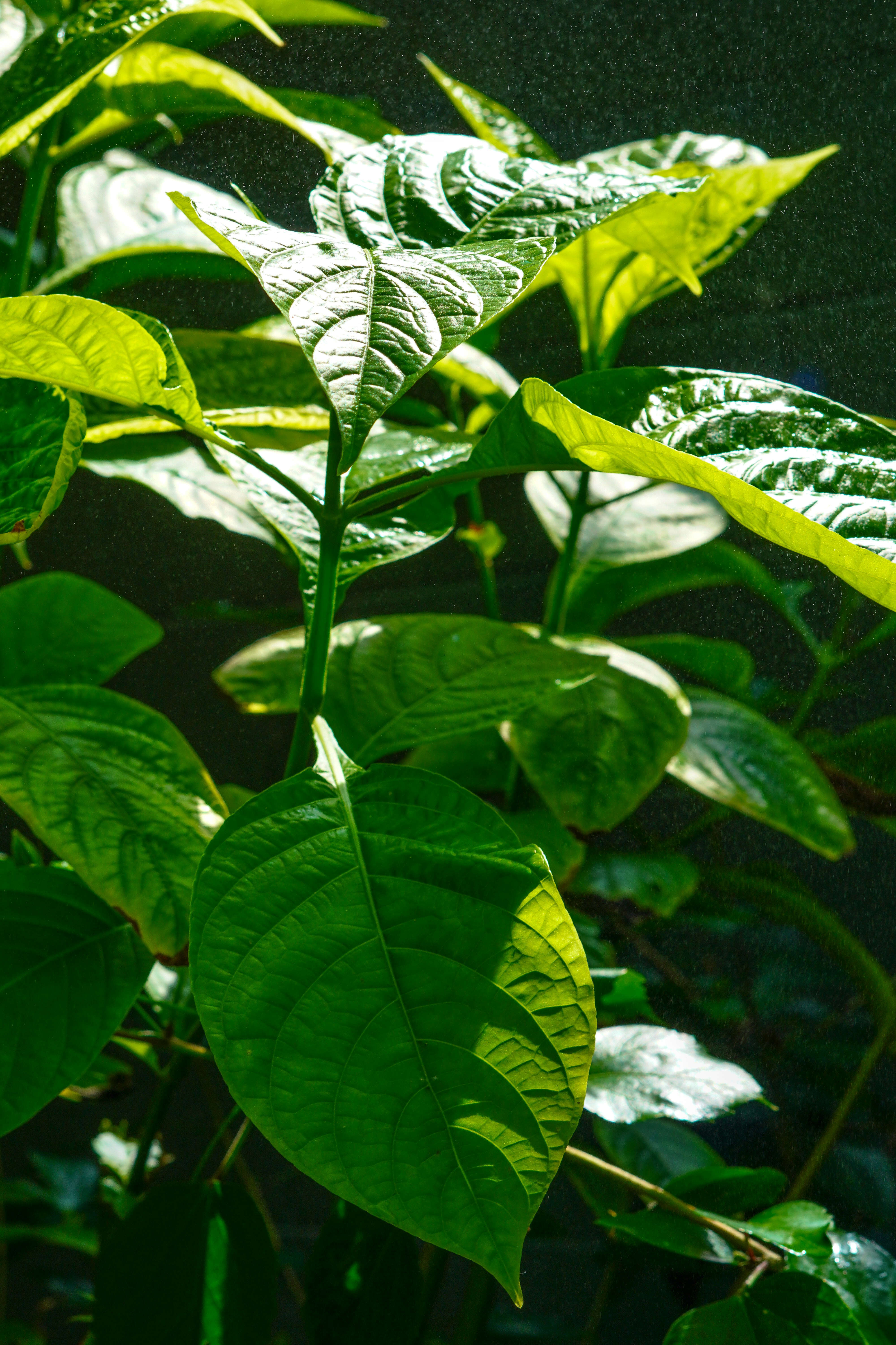 Sunlit green leaves of a plant with fine water droplets in the air
