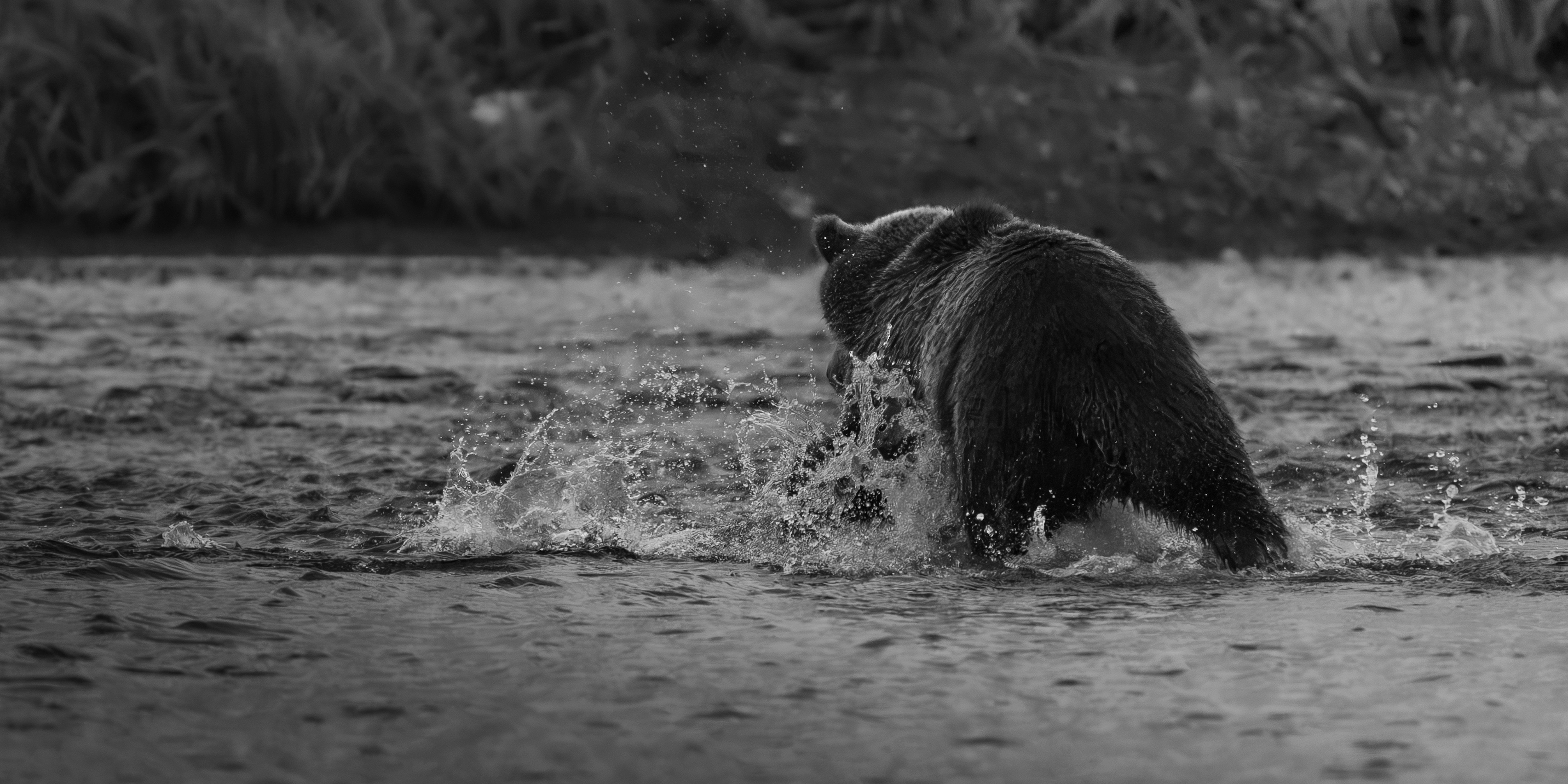 Oso grizzly chapoteando en el río - Foto gratuita en Unsplash