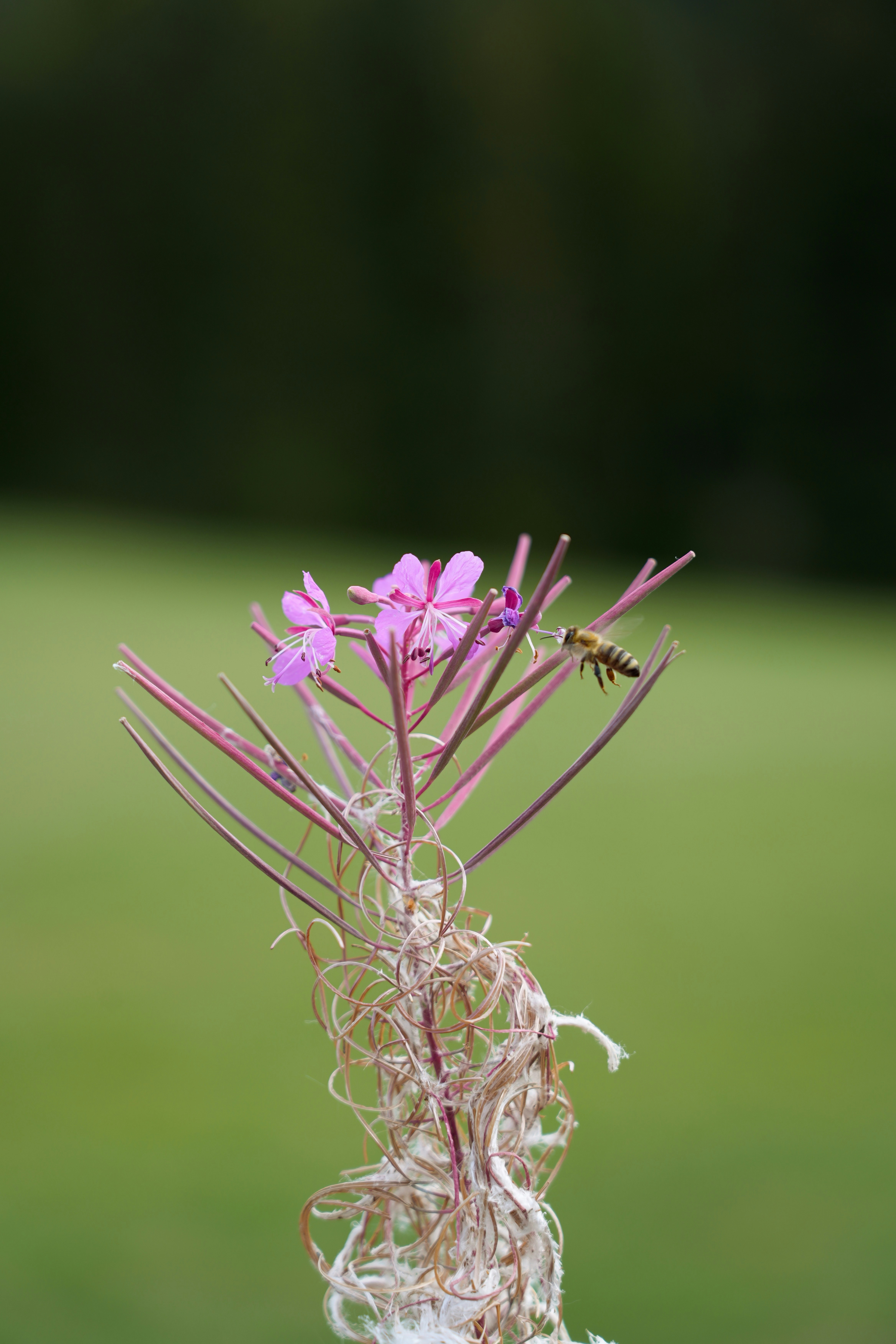 A honeybee hovering near pink fireweed flowers with thin stems and wispy seed heads