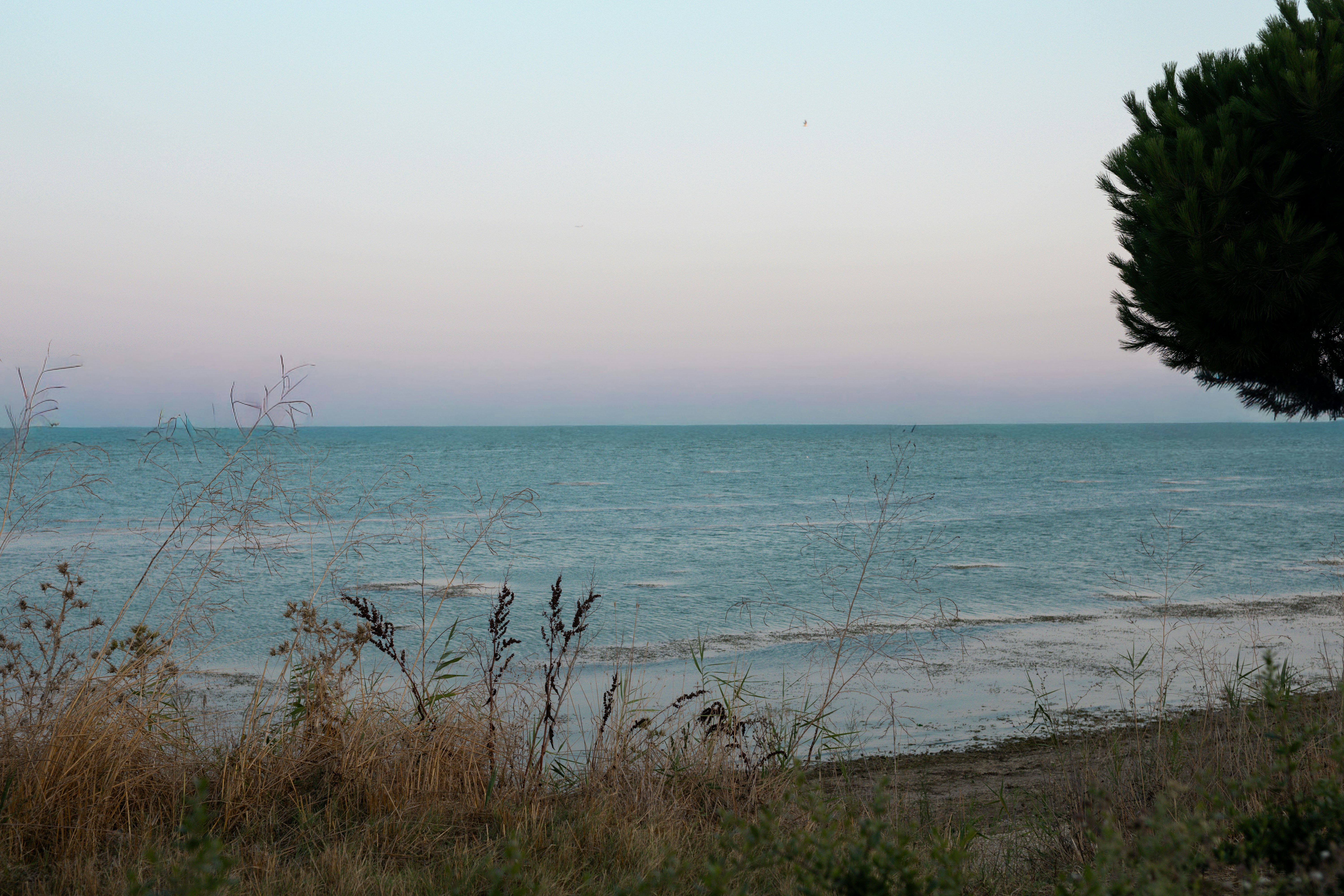 A calm sea viewed from a grassy shore with a pine tree