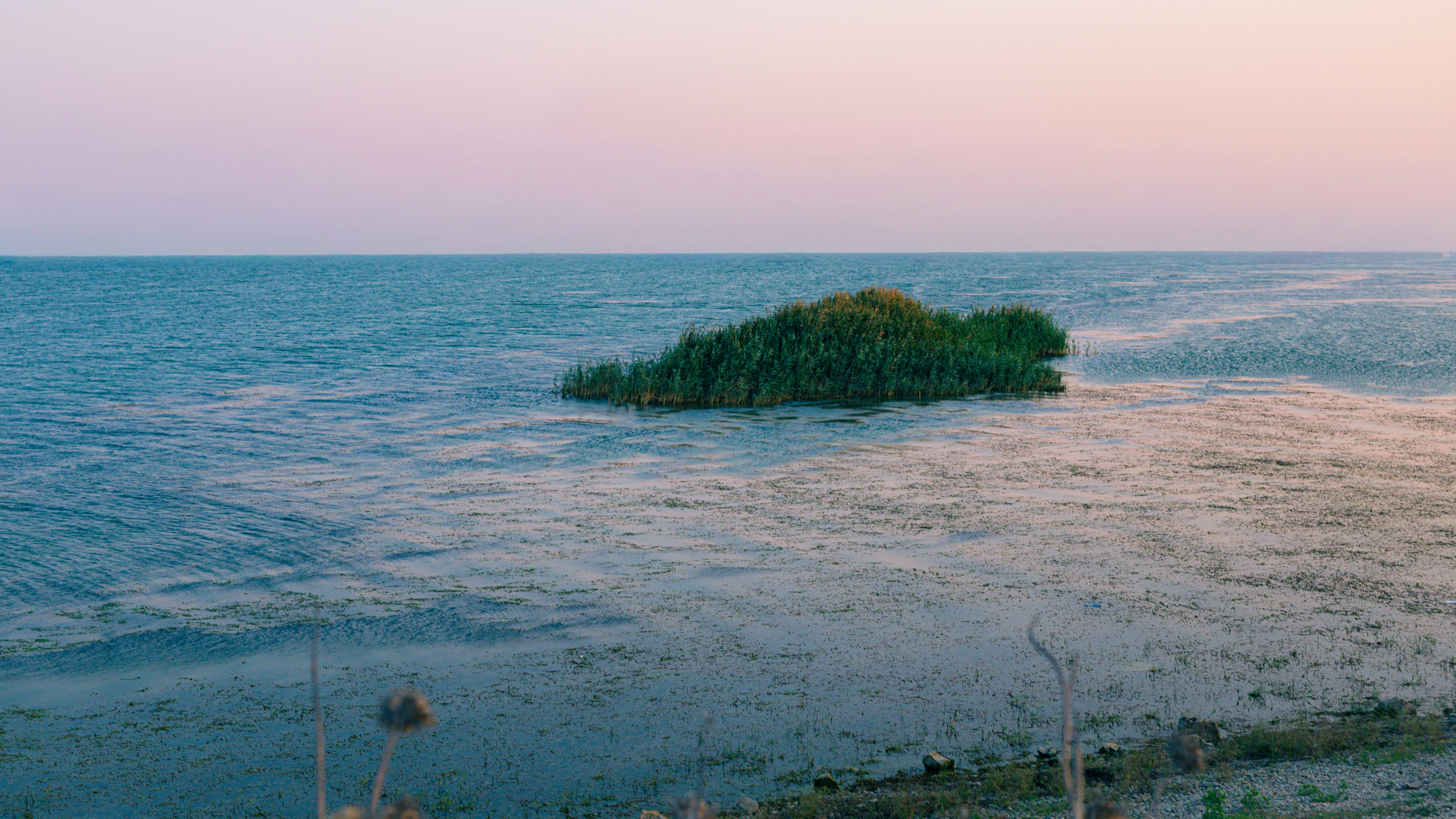 A small island of reeds in calm water under a soft pink sky