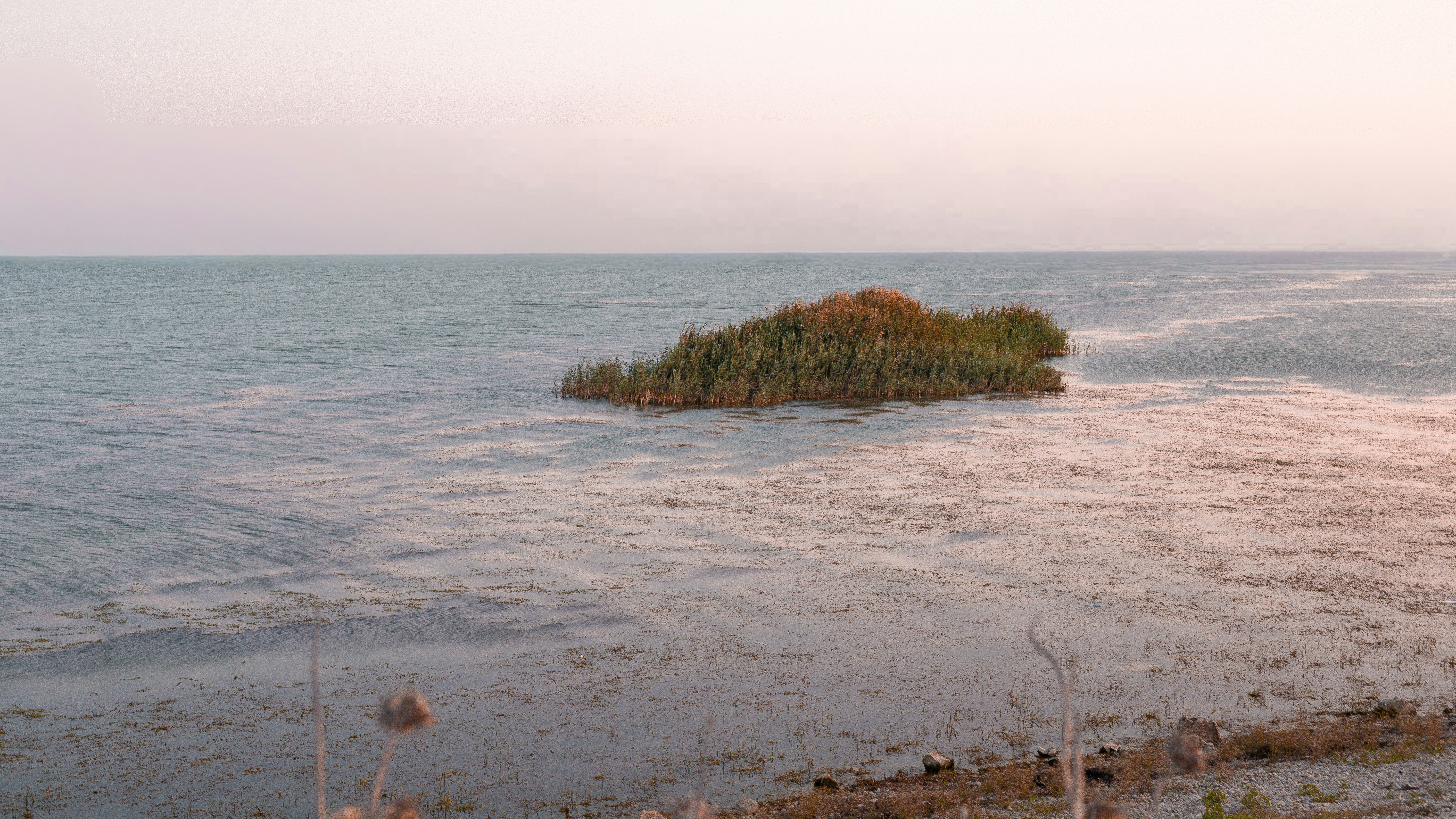 A small island of reeds in calm water under a pale pink sky