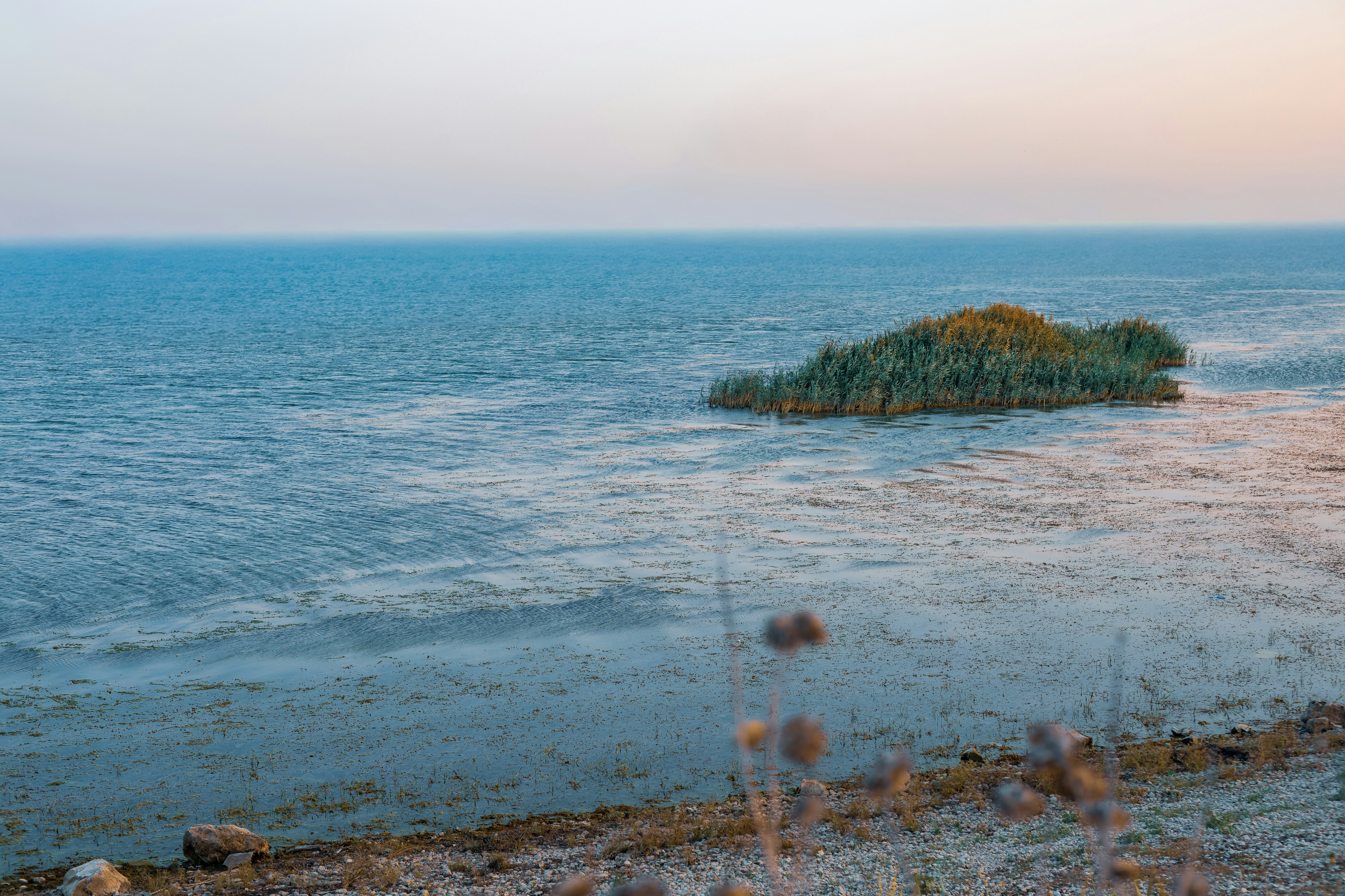A small island of reeds in calm blue water under a pale sky
