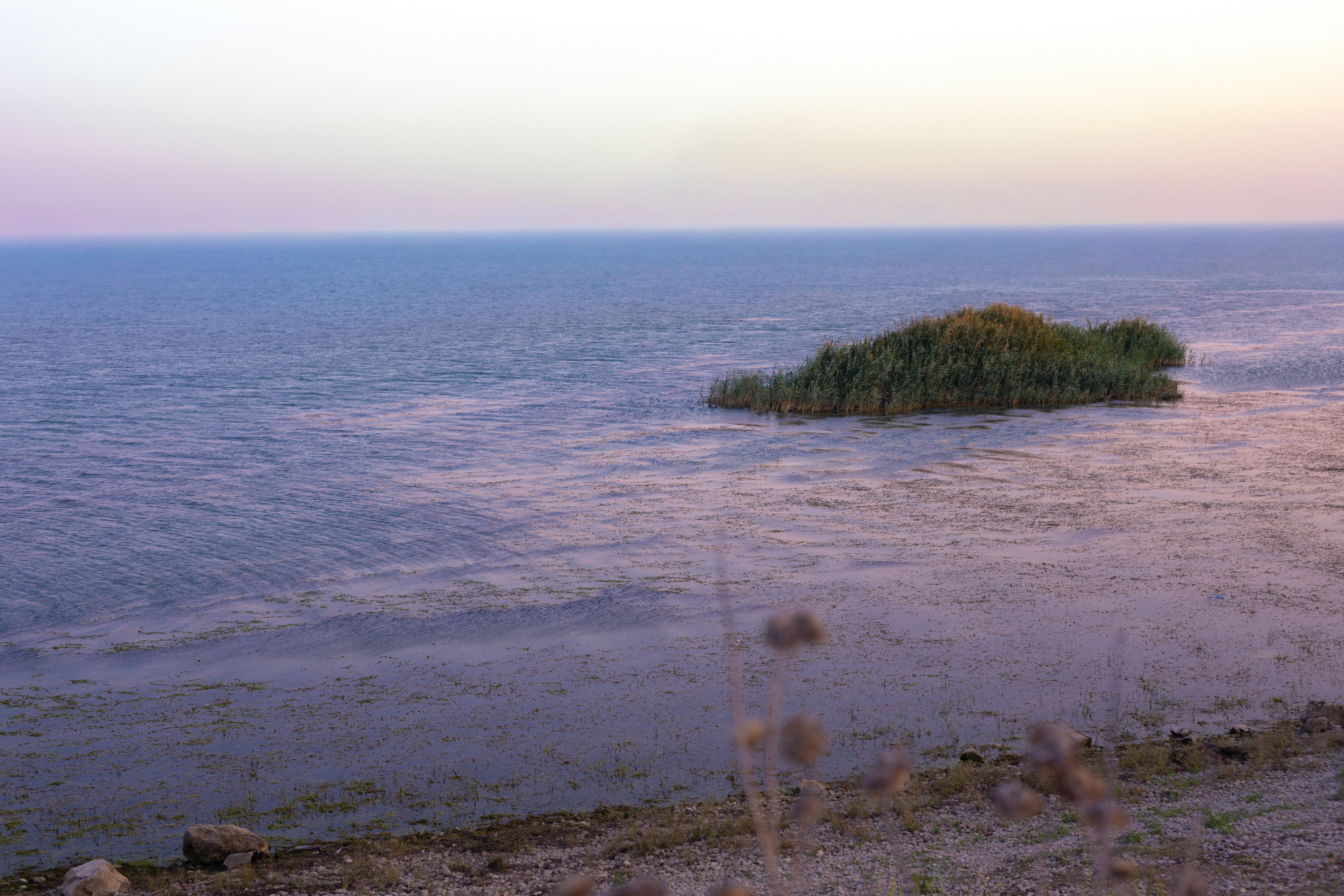 A small island of reeds in calm water under a soft purple sky