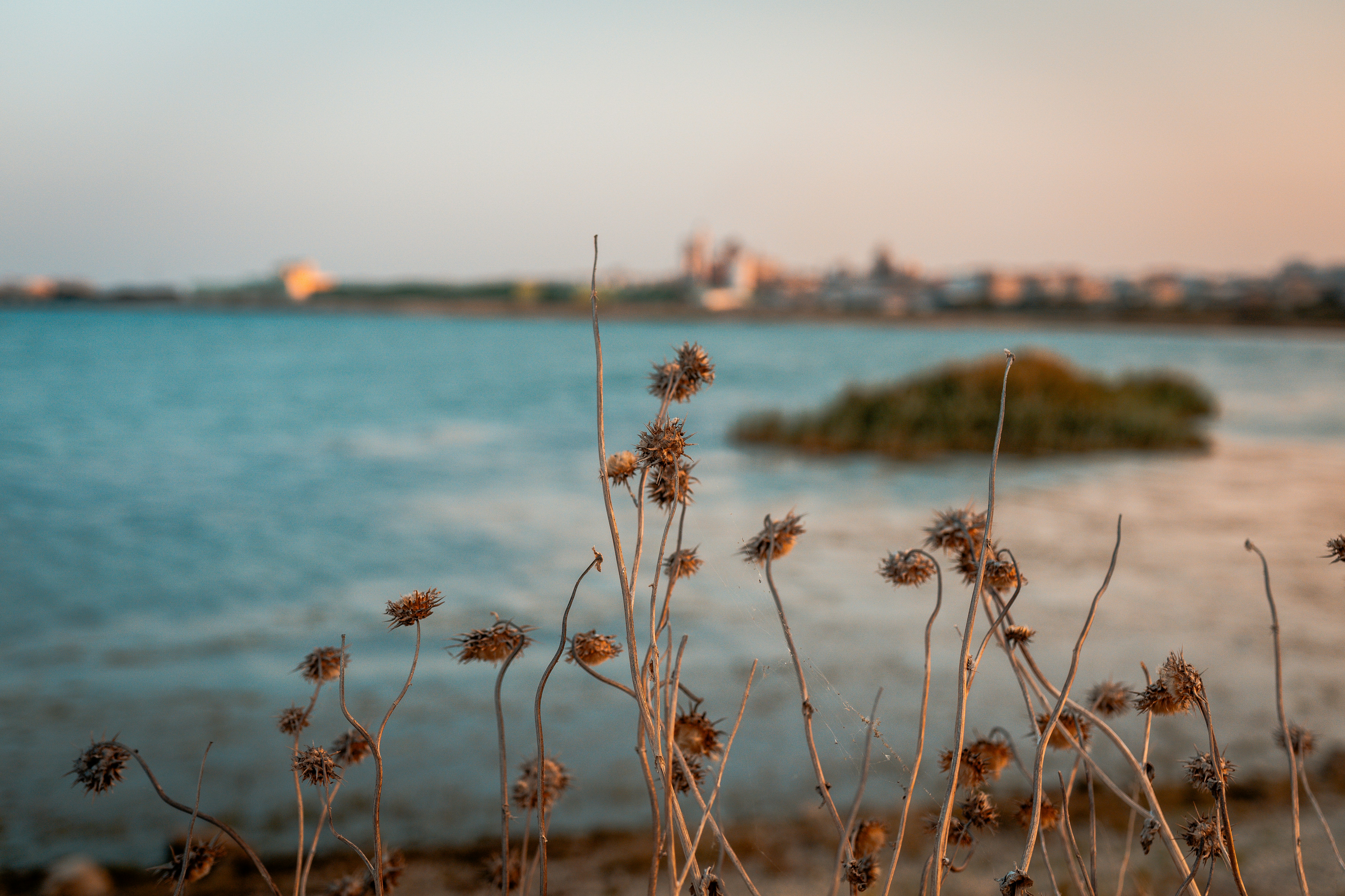 Dried thistle stalks in the foreground against a blurred coastal landscape at low sun