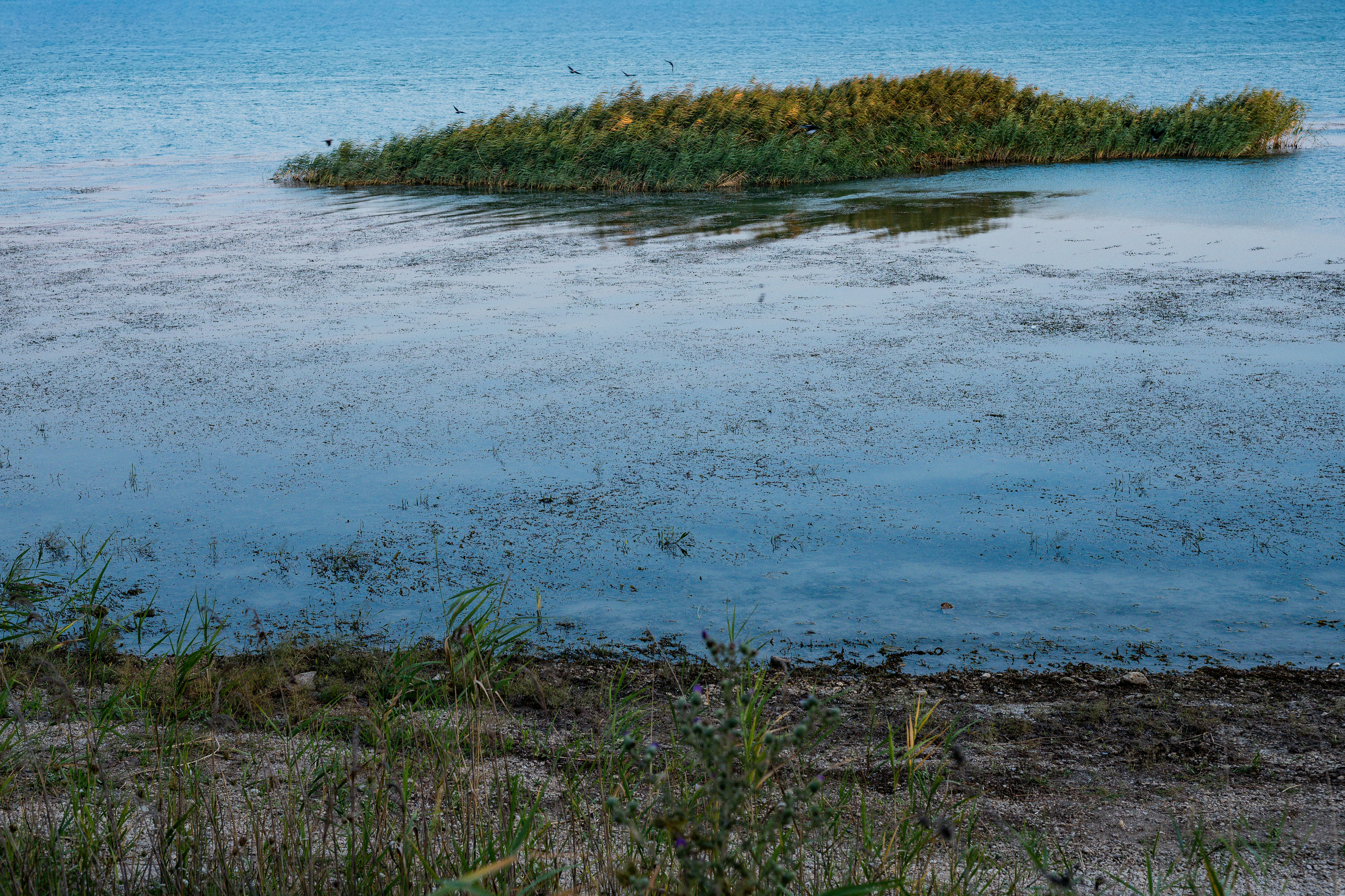 A small island of reeds in calm blue water near a grassy shore