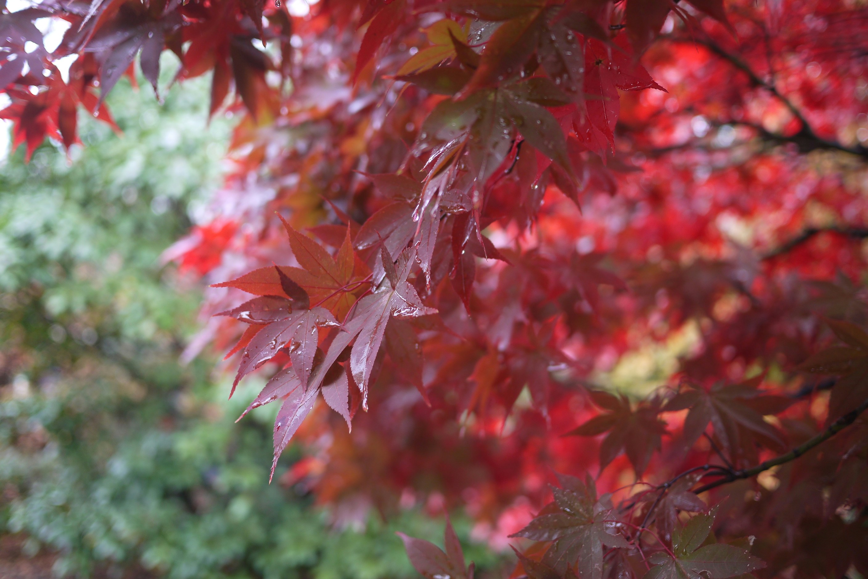 Raindrops on vibrant red Japanese maple leaves in an autumnal garden