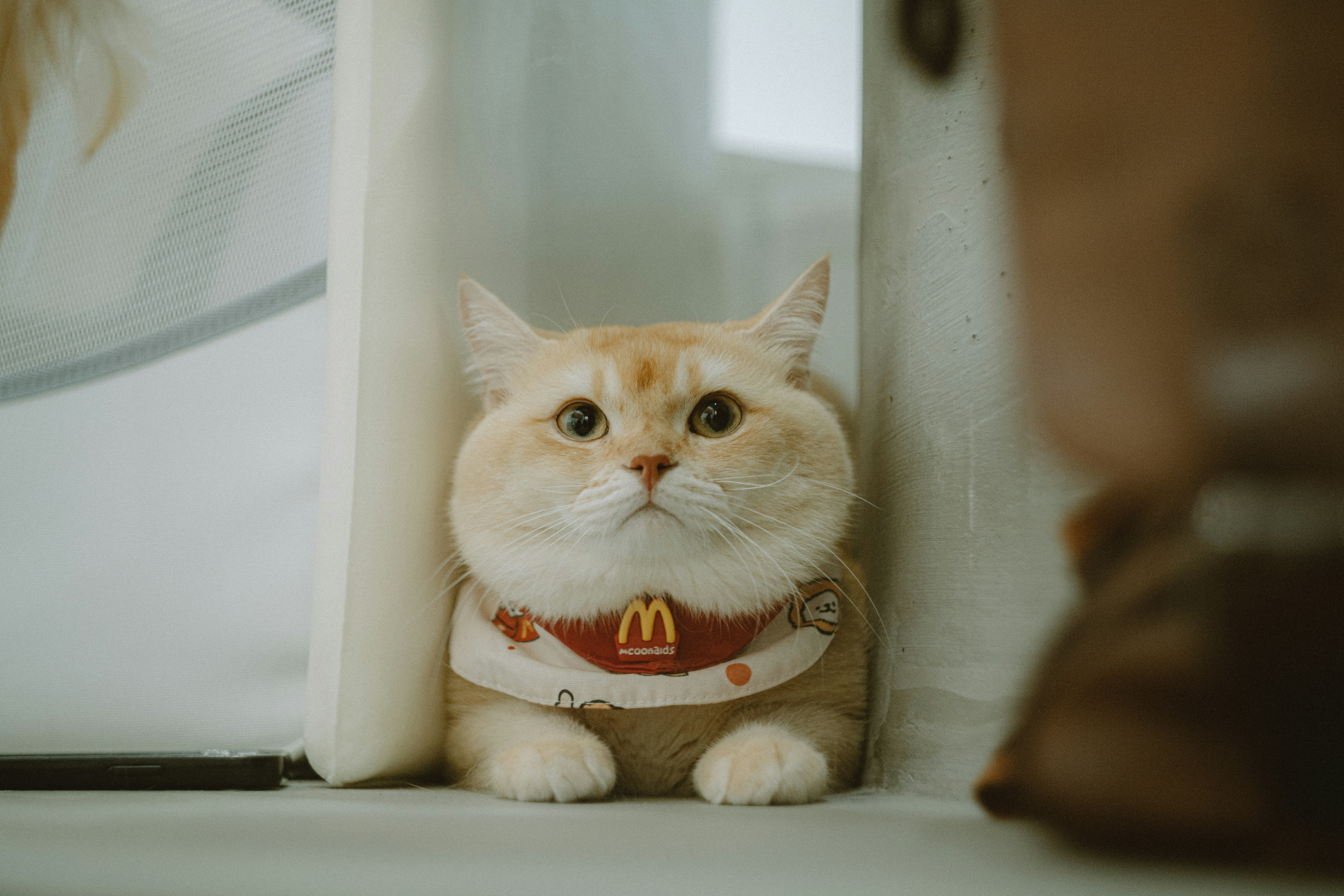 A ginger cat wearing a red and white bib in a narrow space
