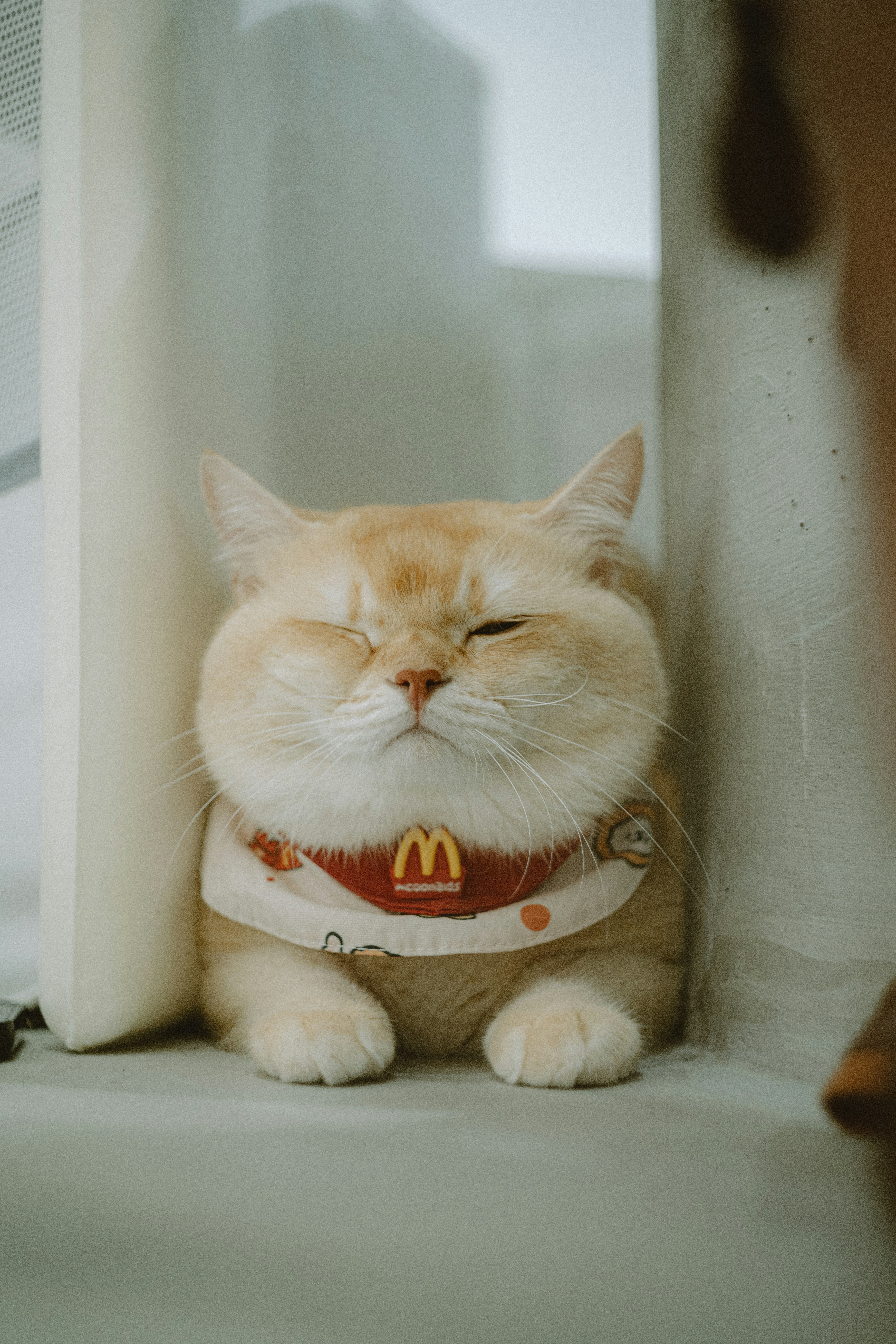A ginger cat with eyes closed wearing a patterned bib with a logo