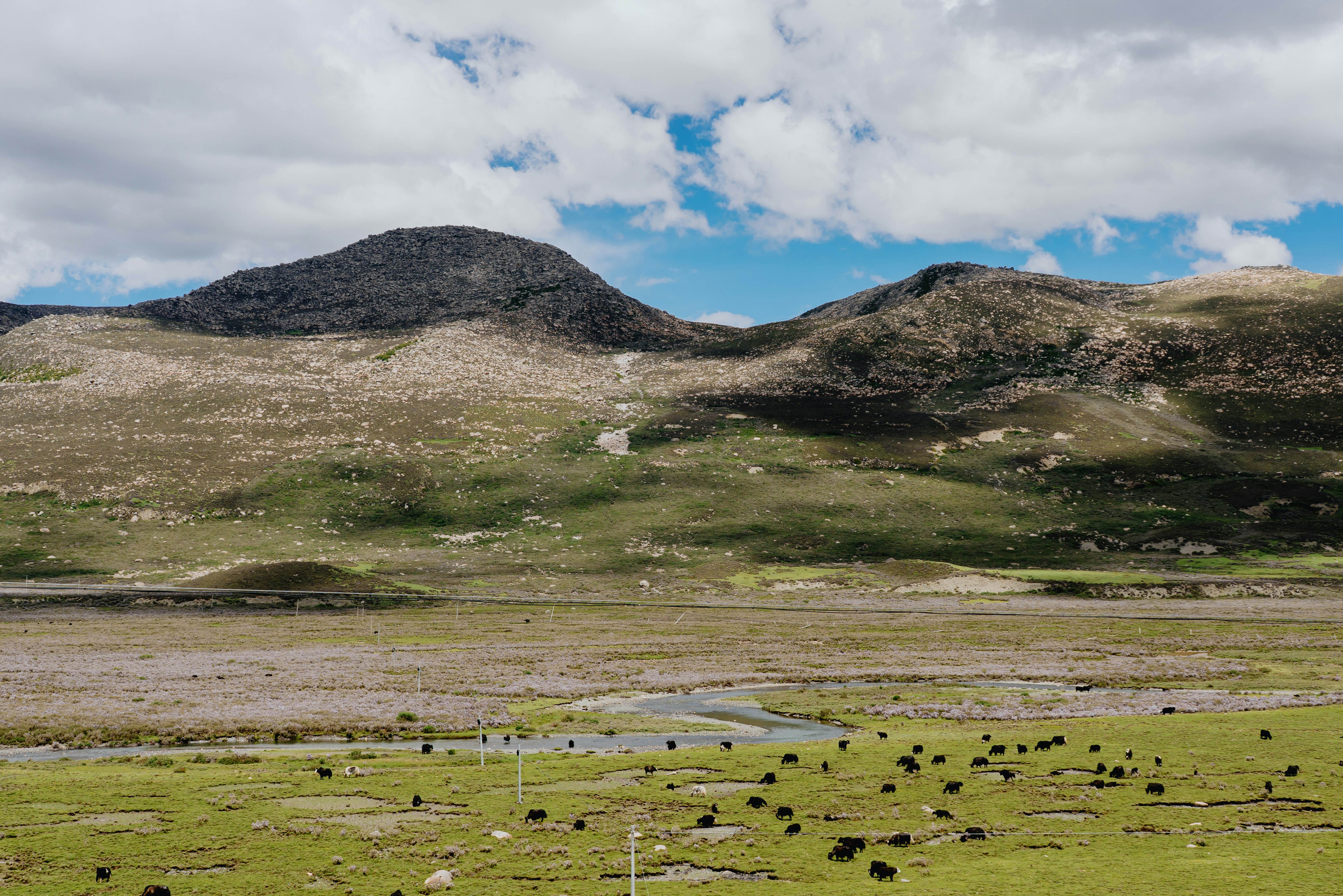A herd of yaks grazing in a green valley below rocky mountains