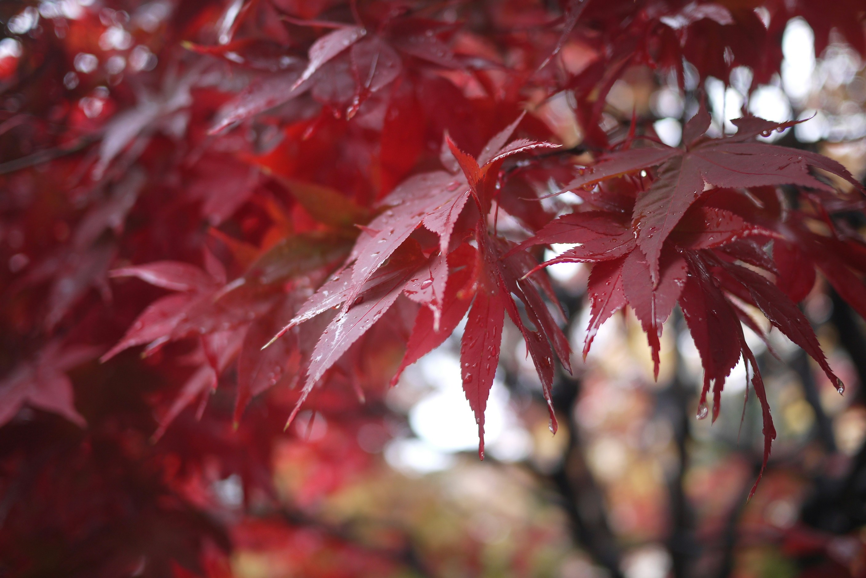 Vibrant red Japanese maple leaves with water droplets after a light rain