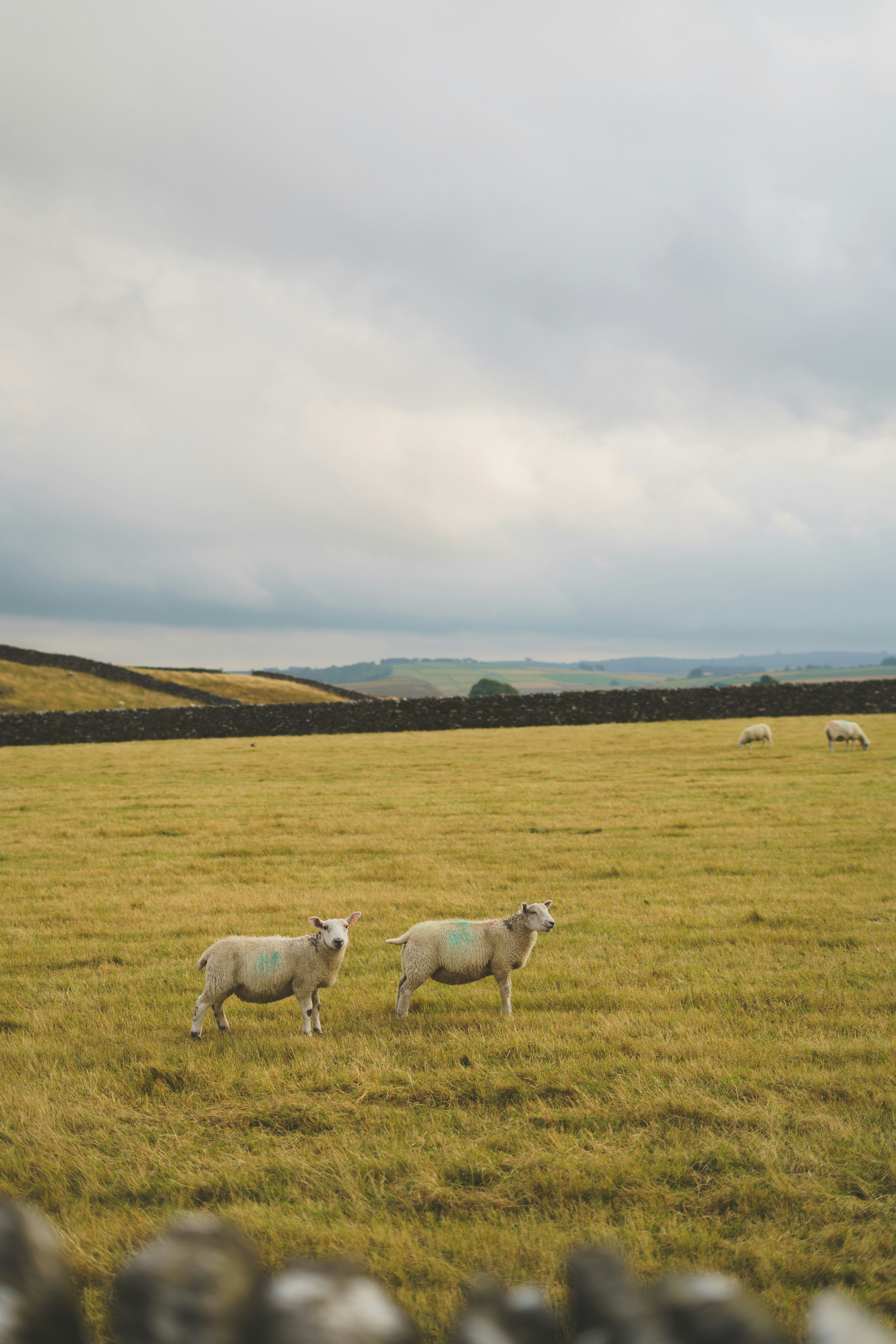 Sheep grazing in a vast yellow pasture under a cloudy sky