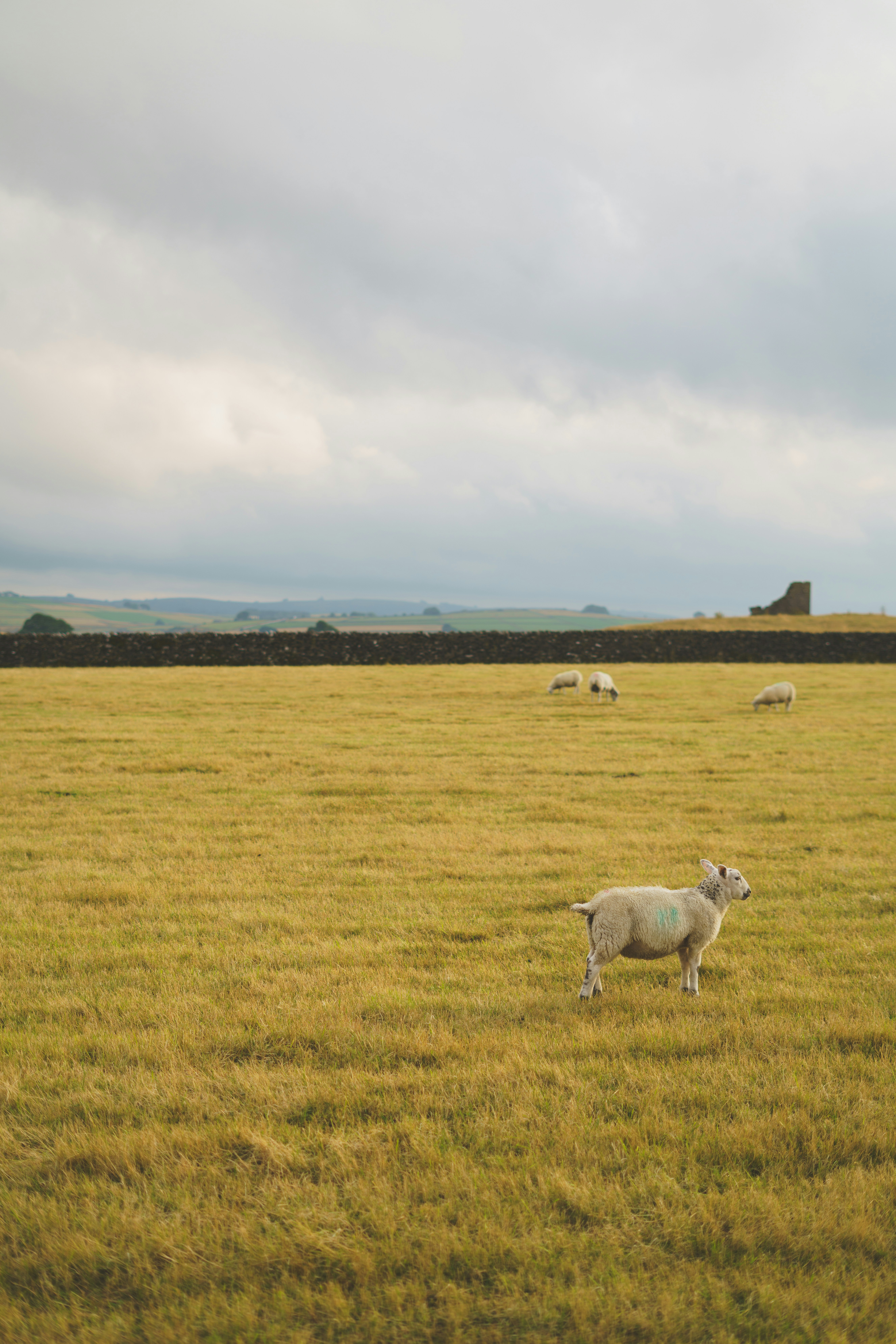 A sheep in a golden pasture with other sheep near a stone wall