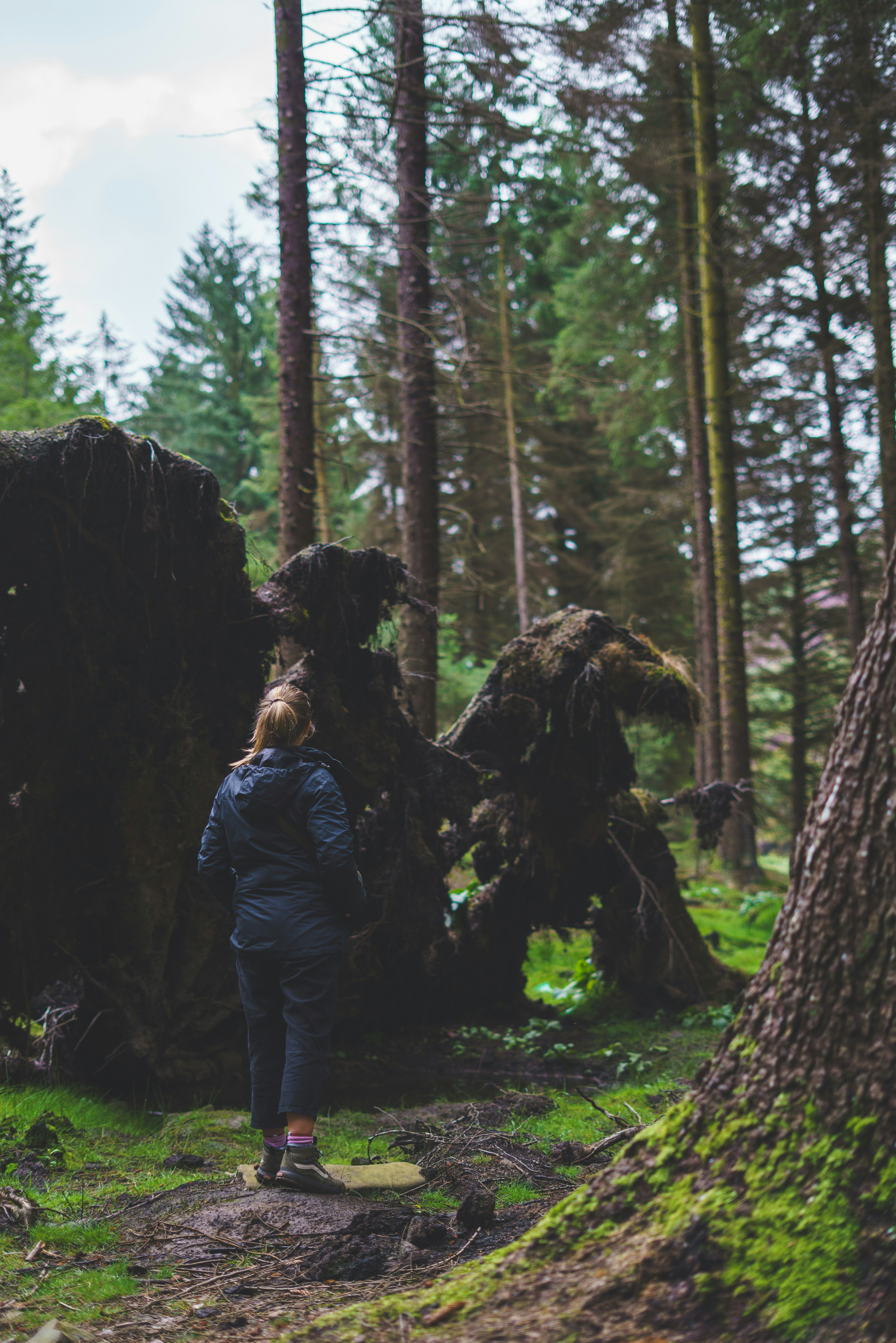 A person in a dark jacket looking at a large uprooted tree in a forest