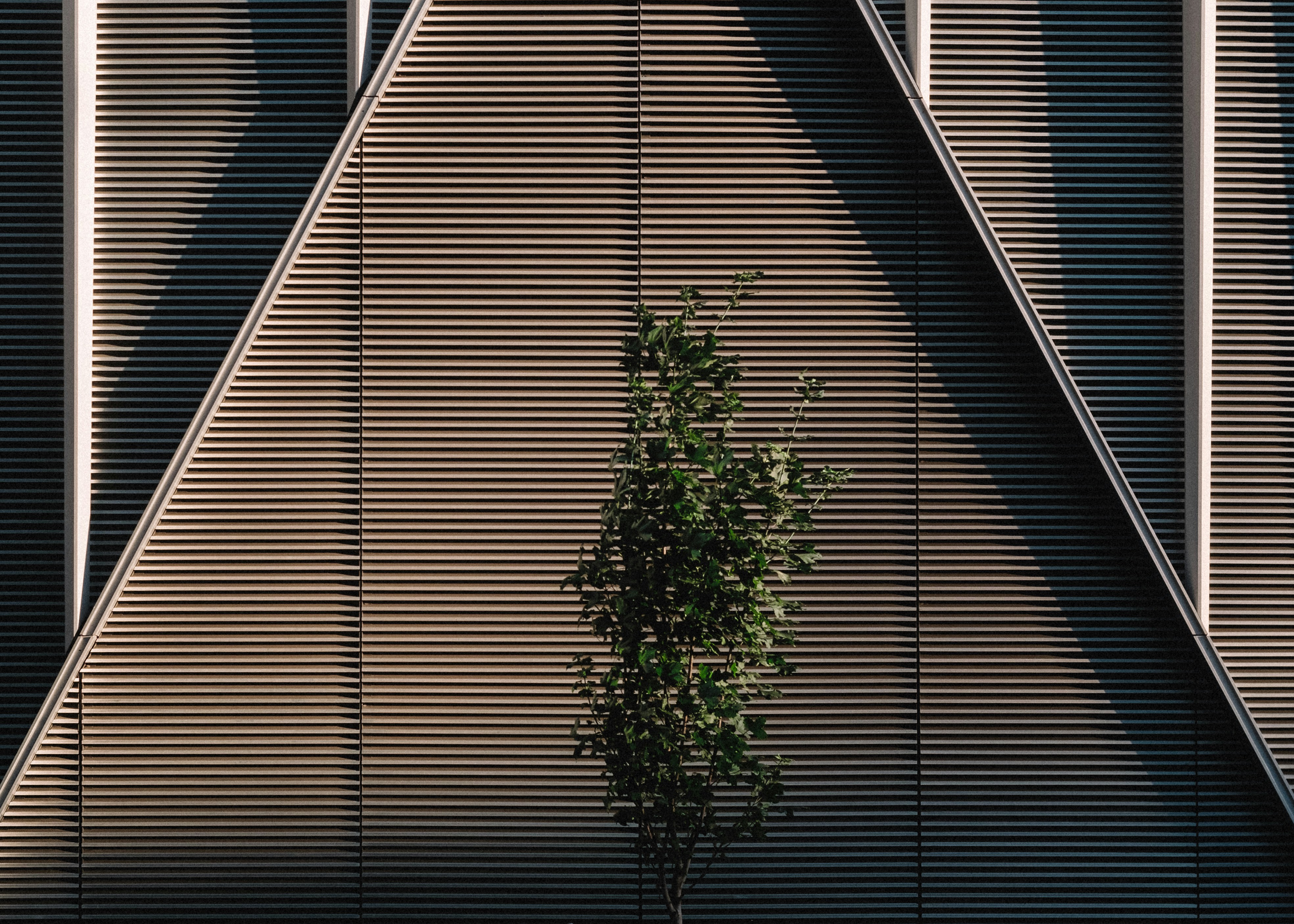 A small green tree in front of a building with dark horizontal louvers