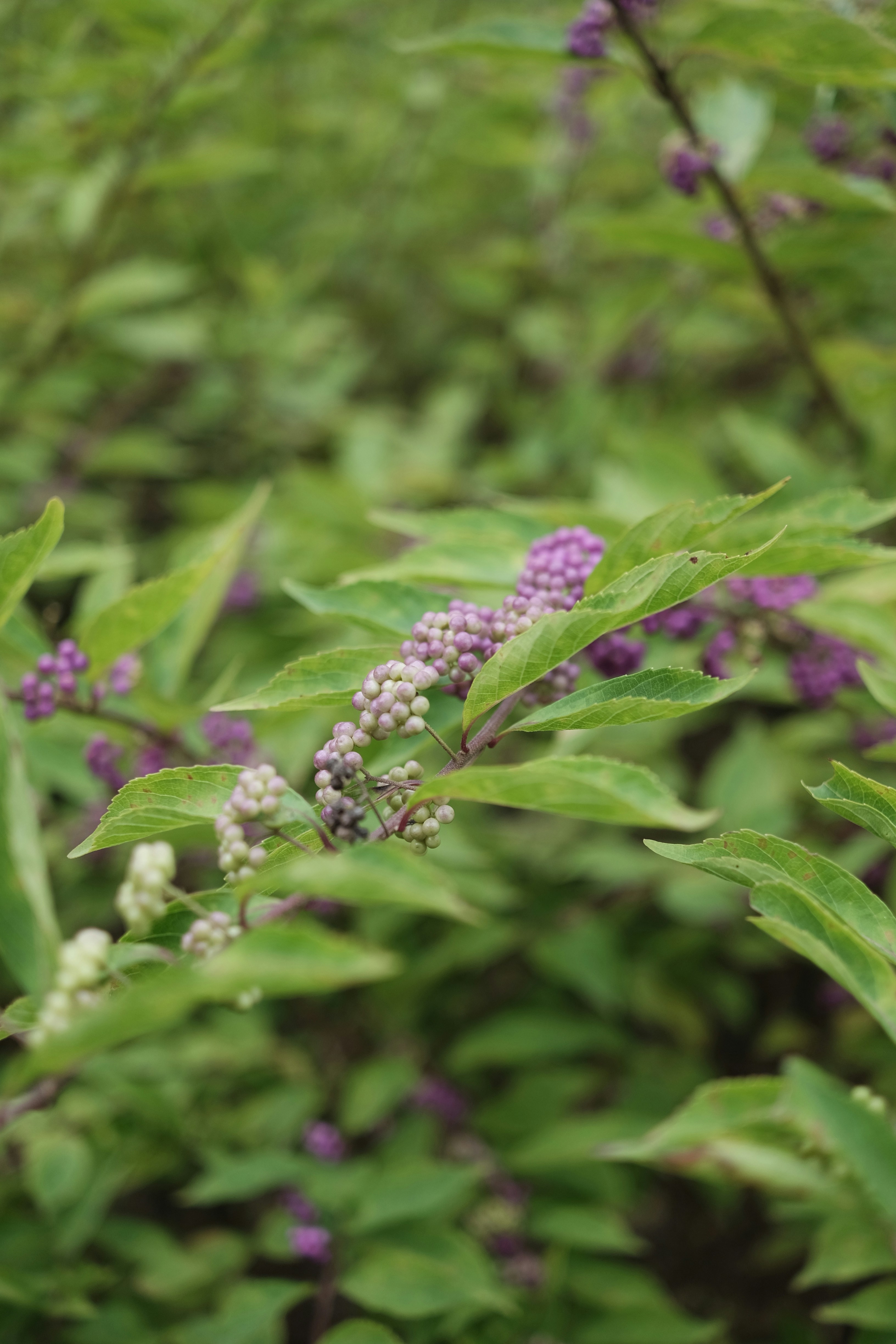 Clusters of small pale purple berries on a branch with green leaves