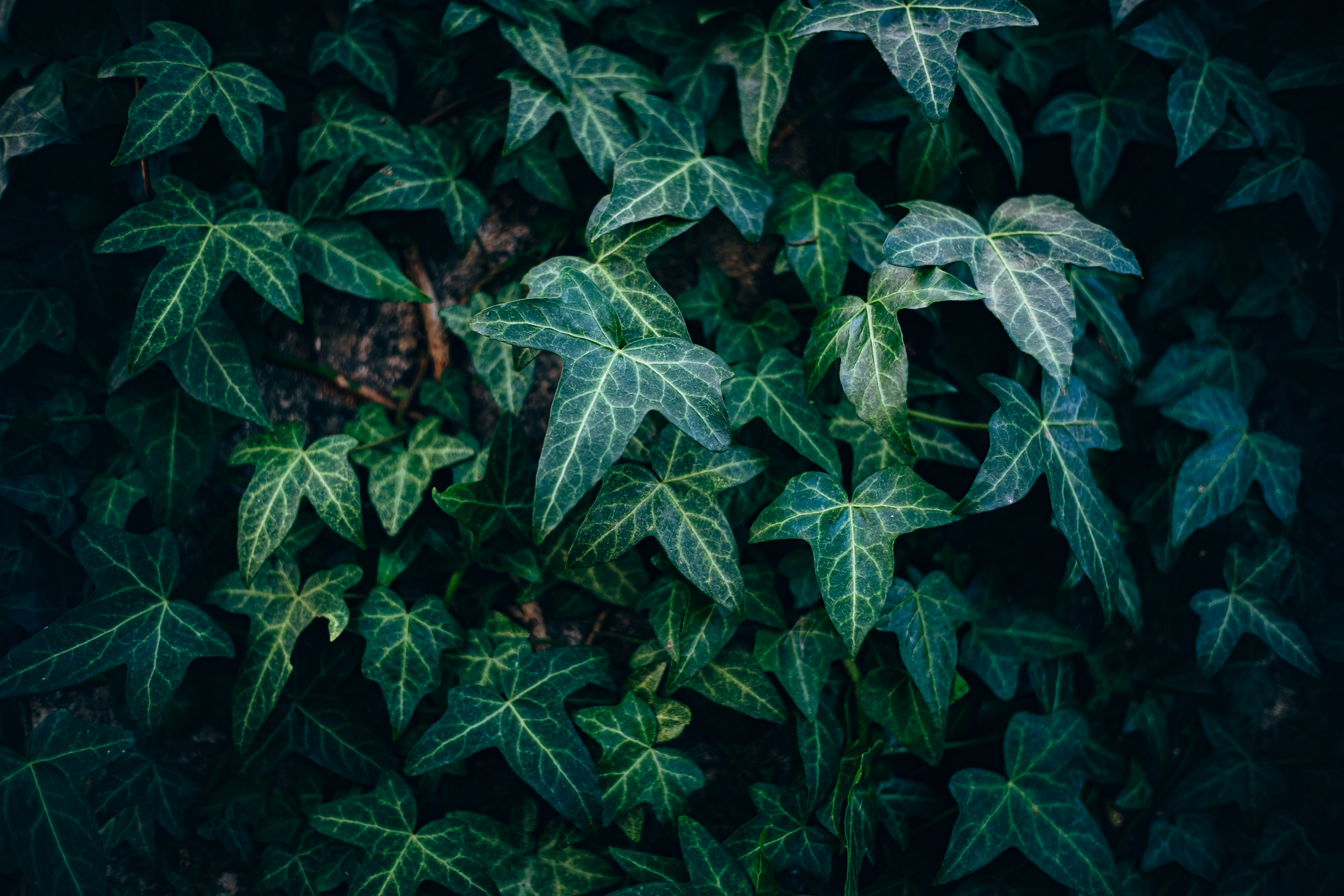 Dense green ivy leaves with light veins covering a dark wall
