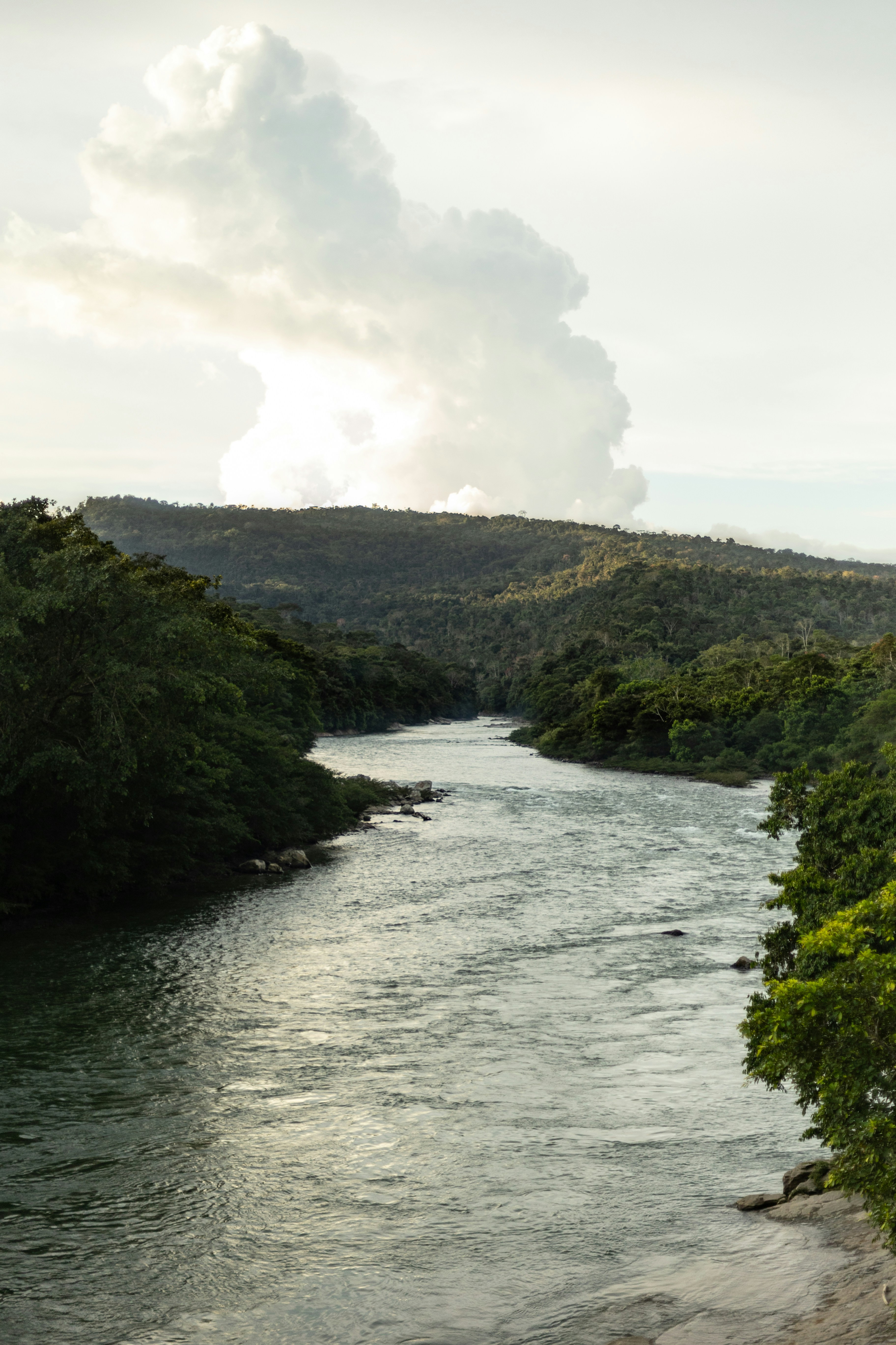 A river flowing through a dense green forest under a large white cloud