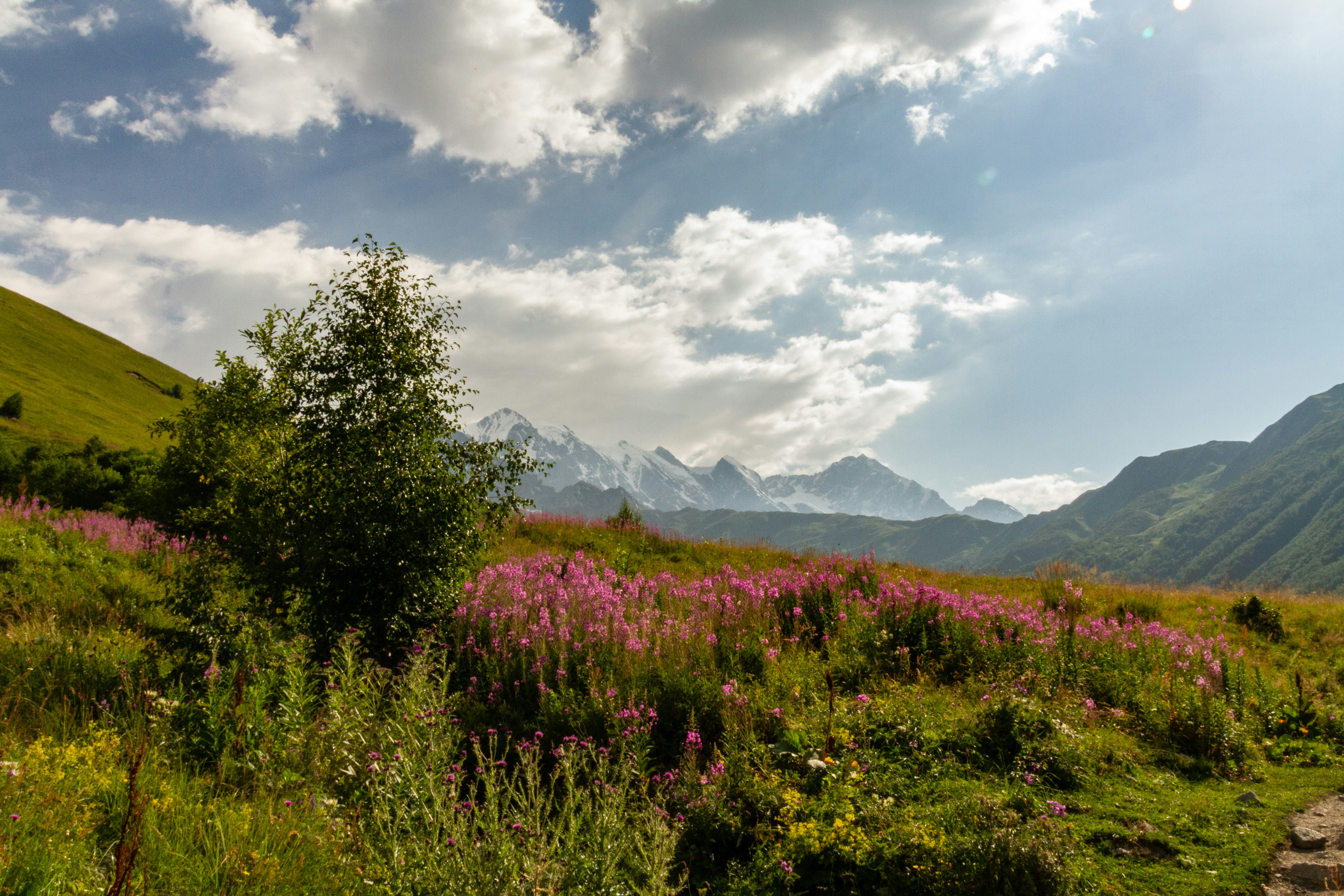 Arbre solitaire dans un champ de fleurs sauvages de montagne - Photo ...